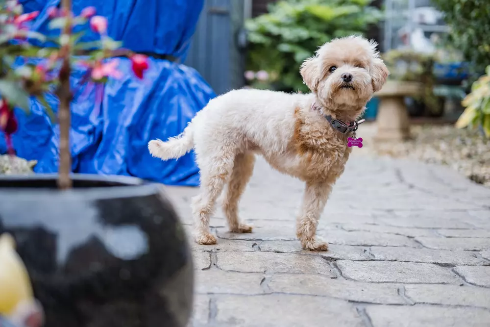 Three-legged golden toy poodle Llammy stands in her paved garden surrounded by plants