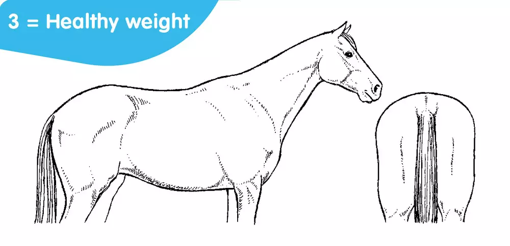 horse body score: 3 = healthy weight