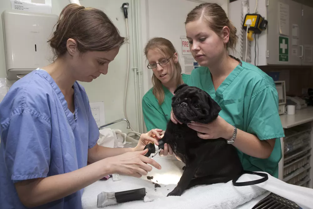 Pug Bertie being anaesthetised before having his mouth and teeth examined by a Blue Cross vet team
