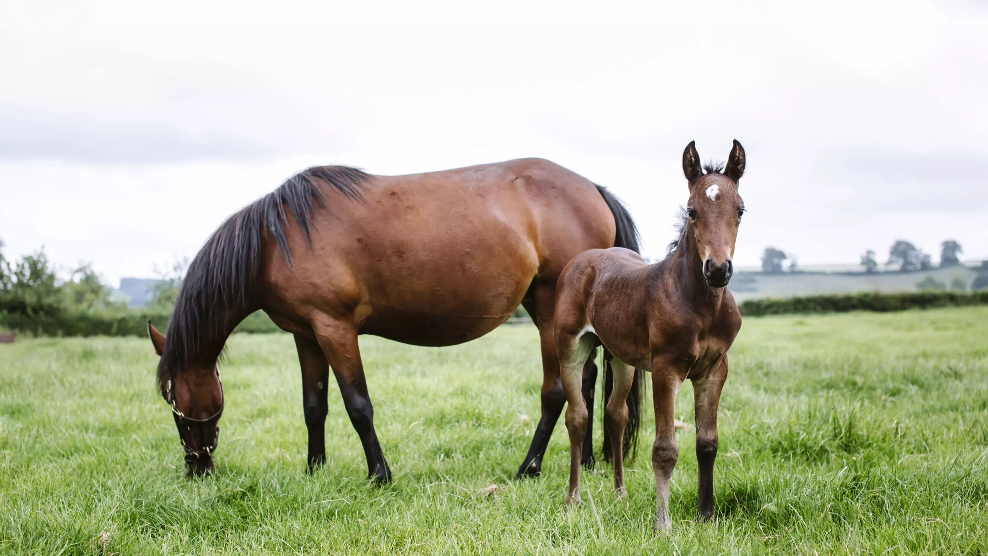 Horse grazing with foal in a field 