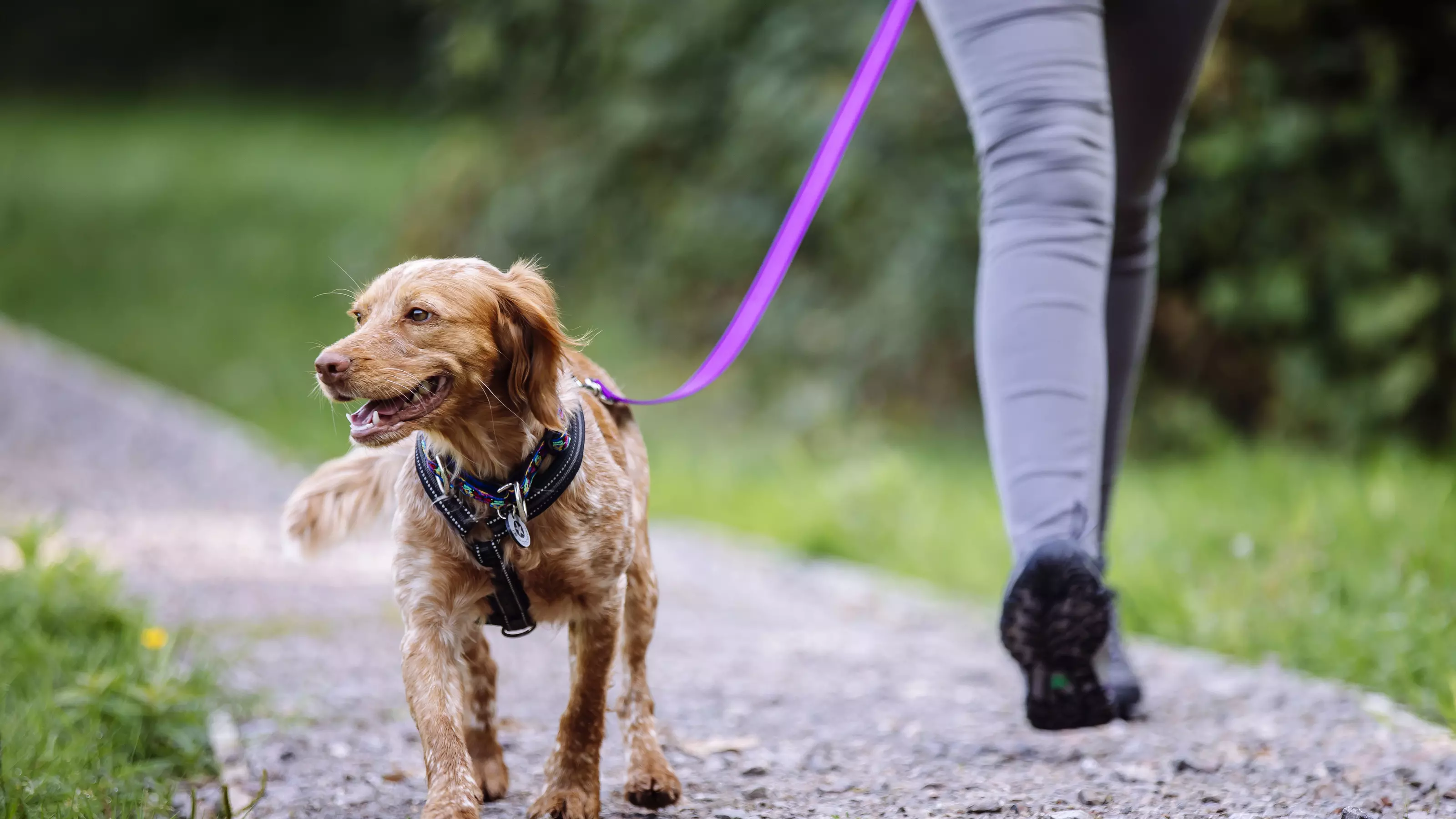 A red cocker spaniel cross walks along a path on a purple lead, her tail wagging