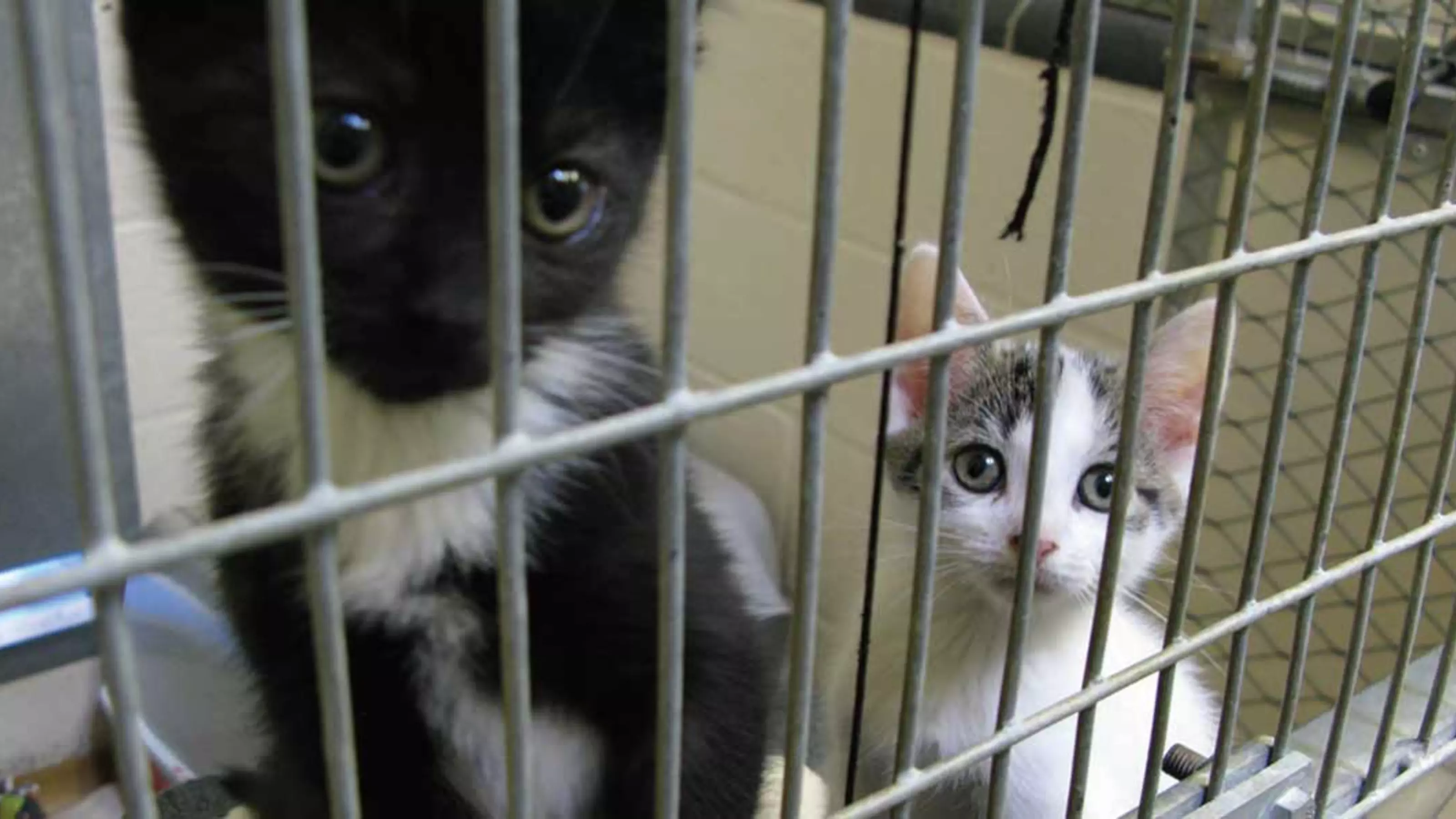 Kittens behind bars in a cage