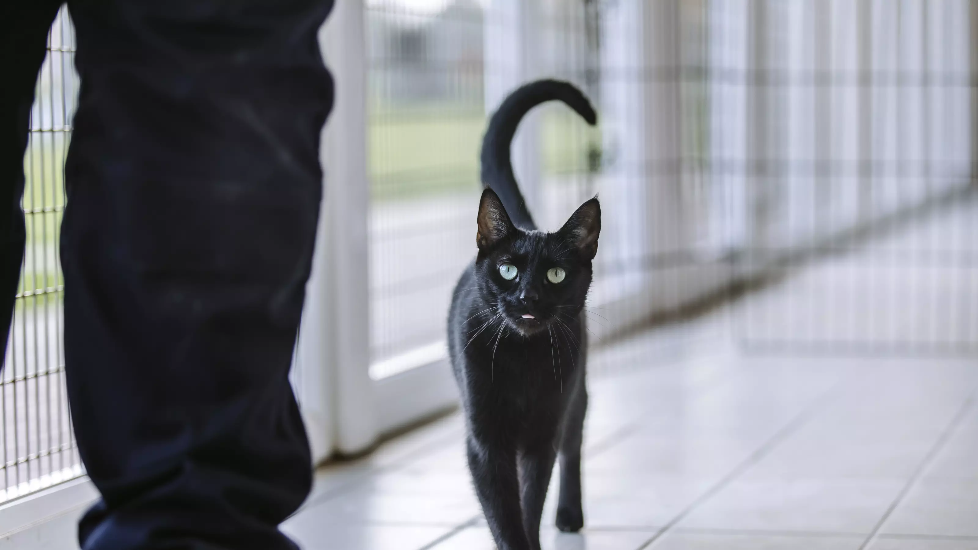Black cat looking at camera and walking over to Blue Cross employee