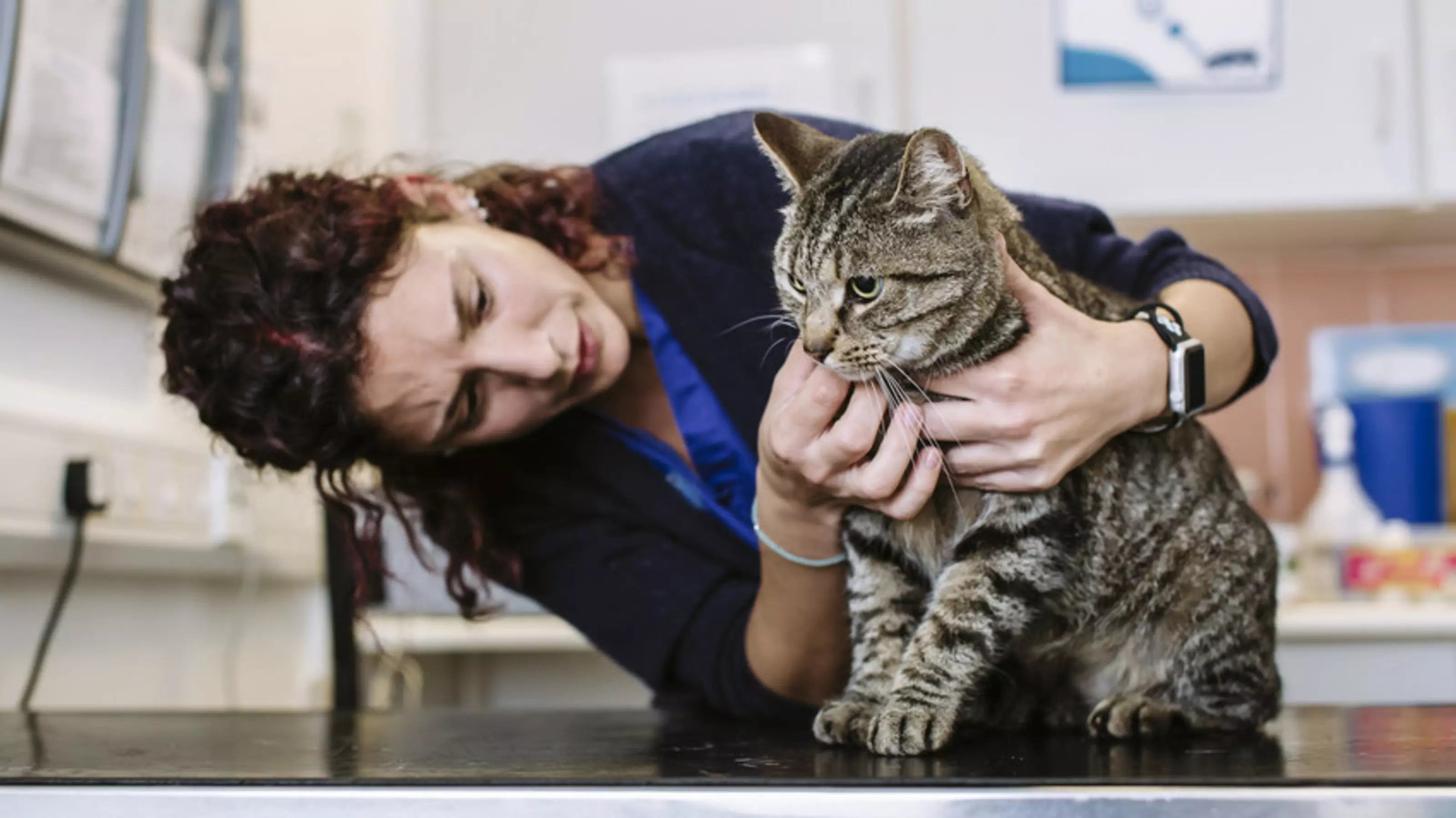 Vet treating a cat in our animal hospital