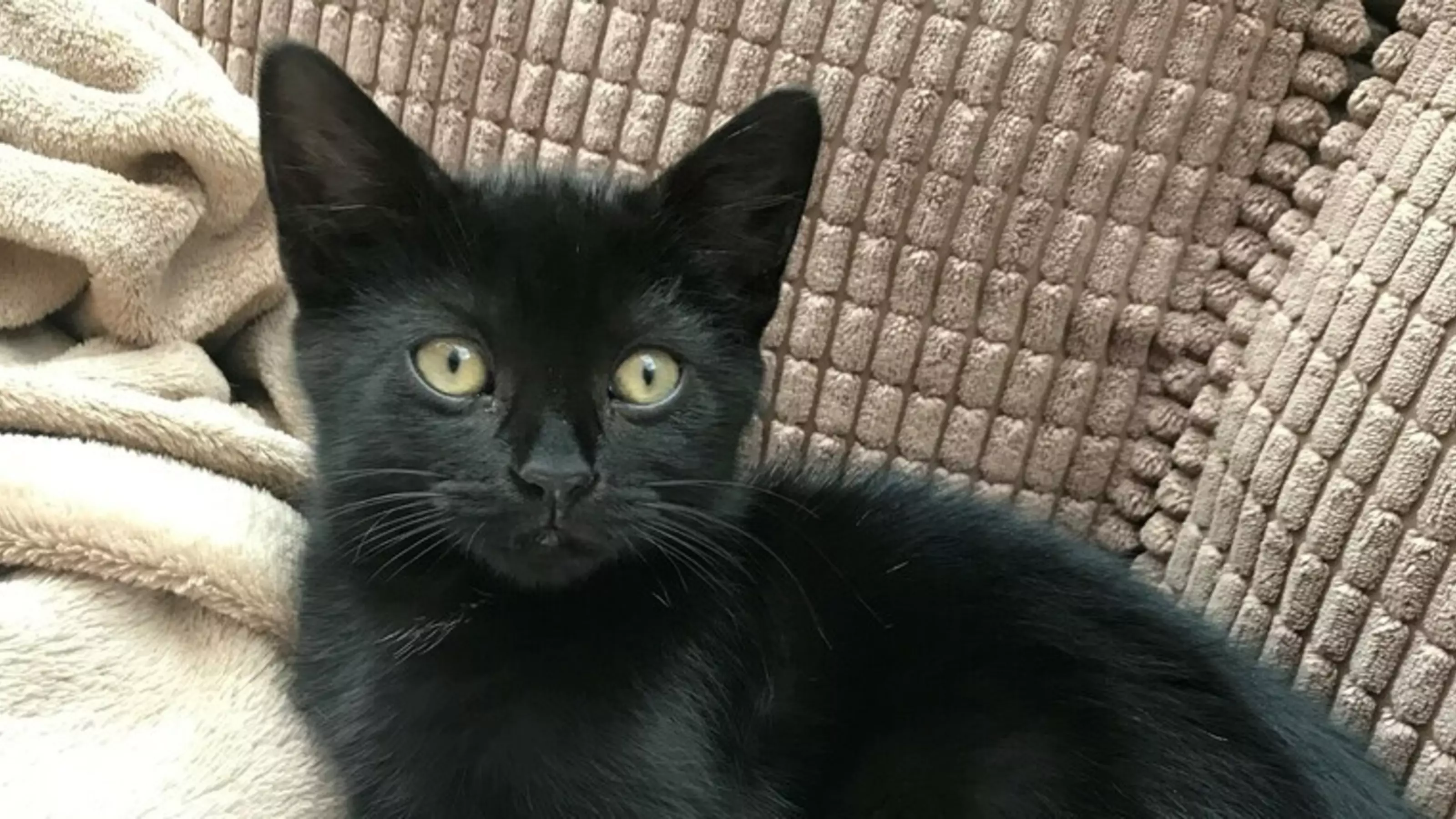 Bonnet, the black cat, lying on the sofa
