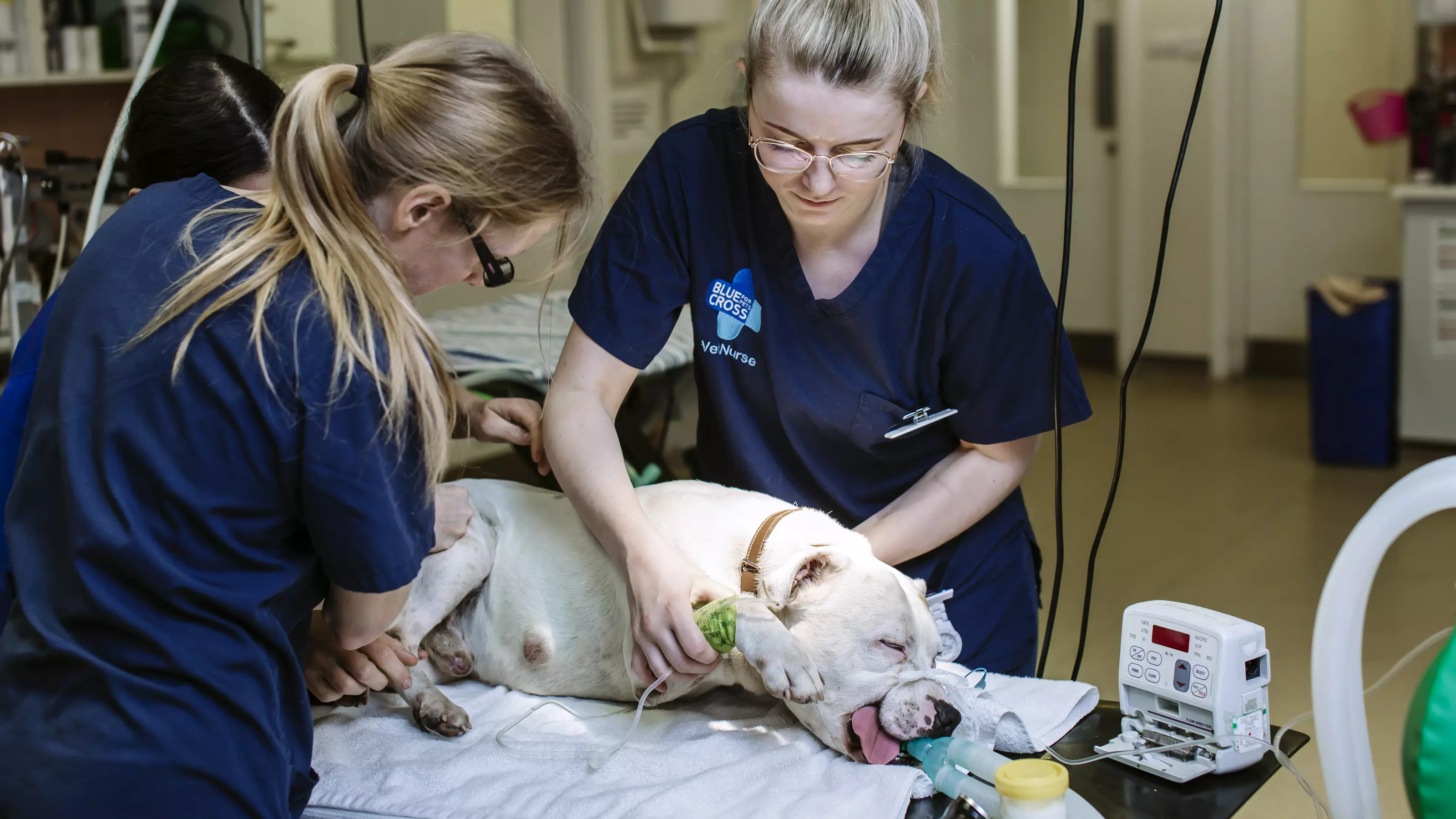 Vets working on a Staffordshire bull terrier on an operating table