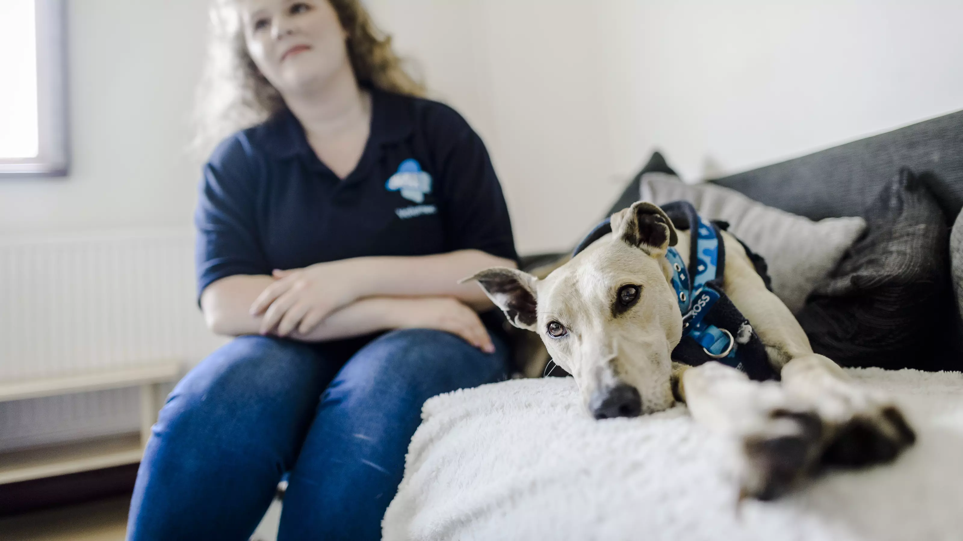 Greyhound Hugo lazes on the sofa next to a Blue Cross female volunteer