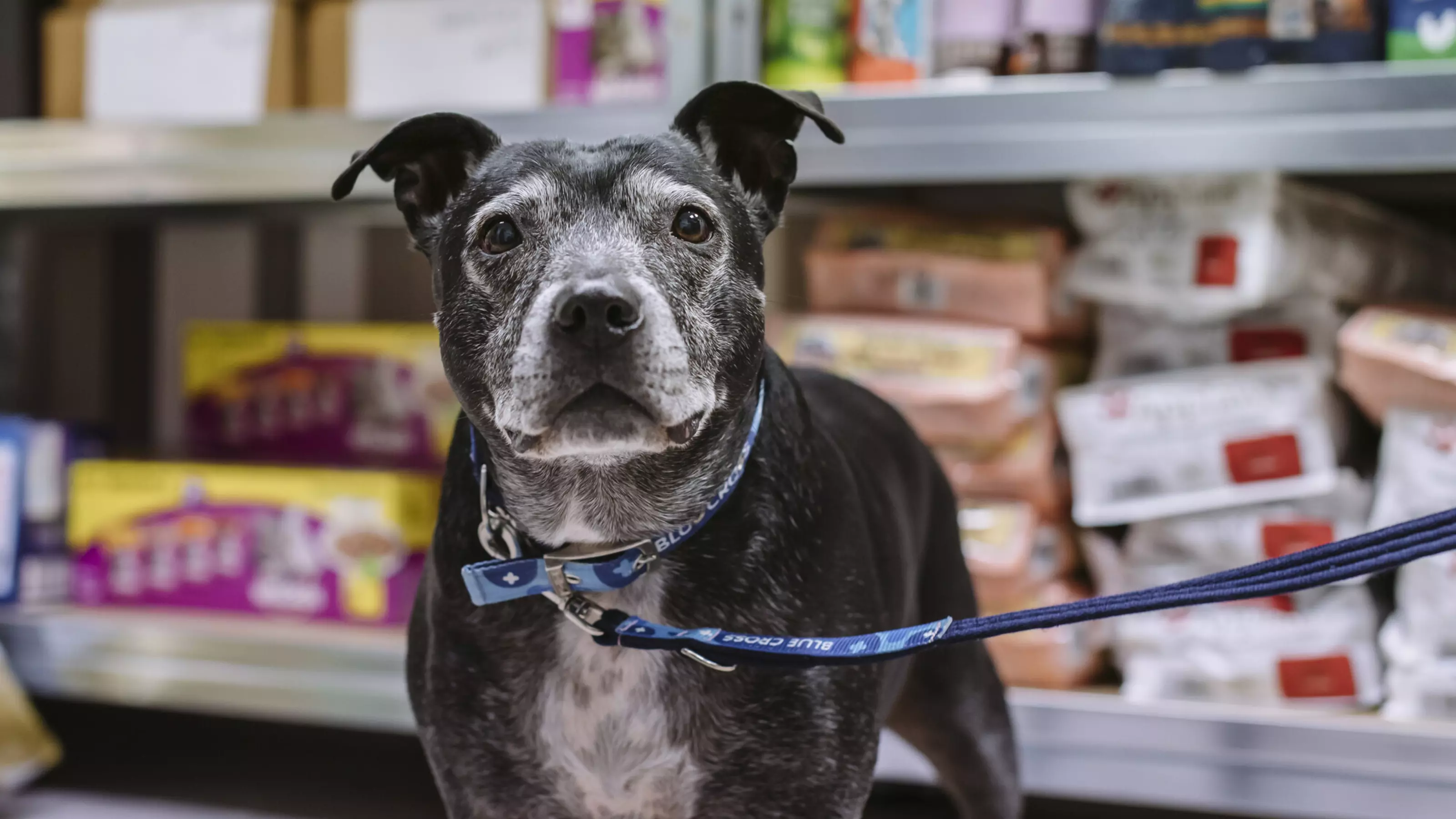 An old, greying staffie looks towards the camera. In the background are shelves full of pet food.