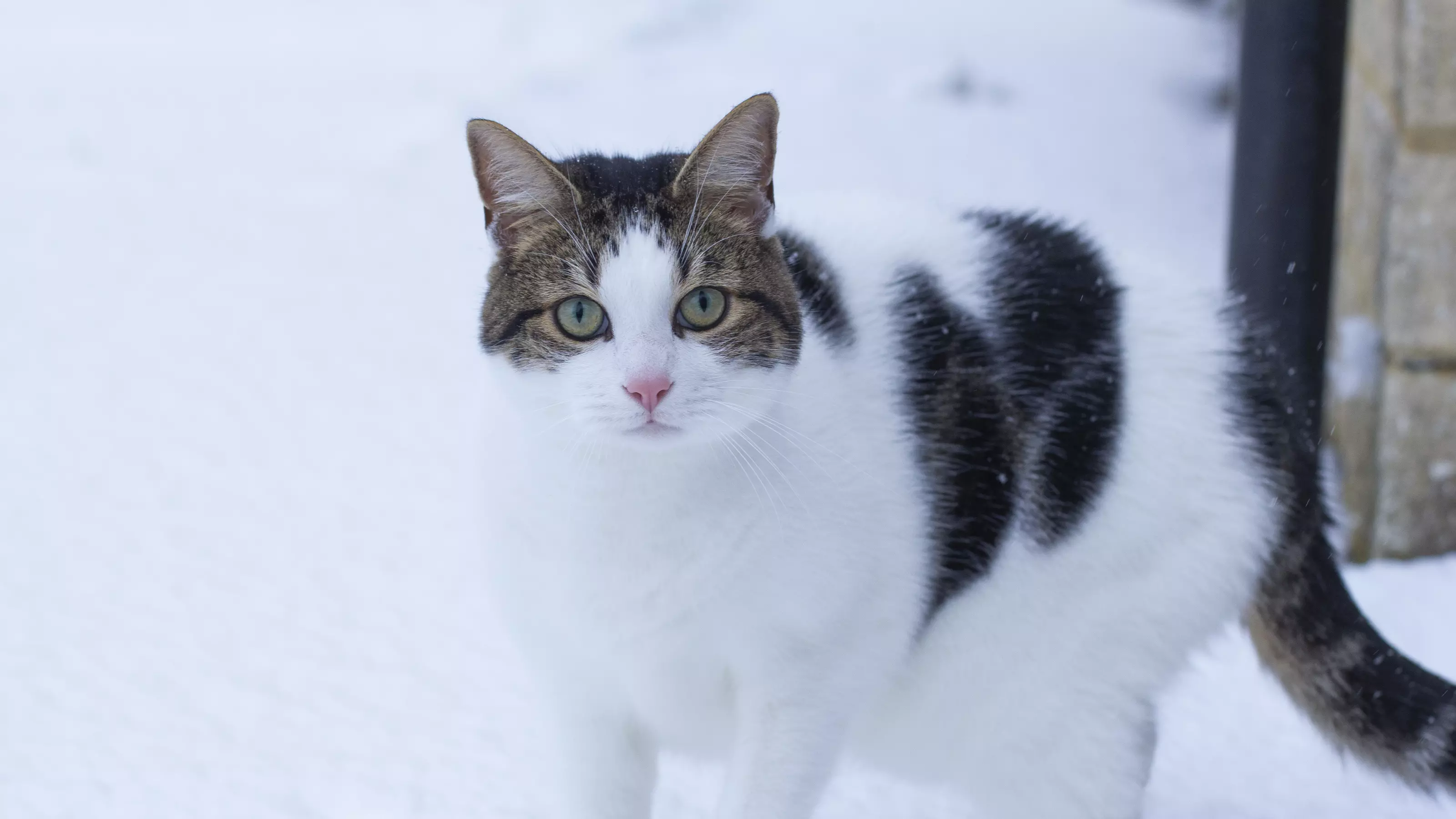 Cat standing outside in the snow 