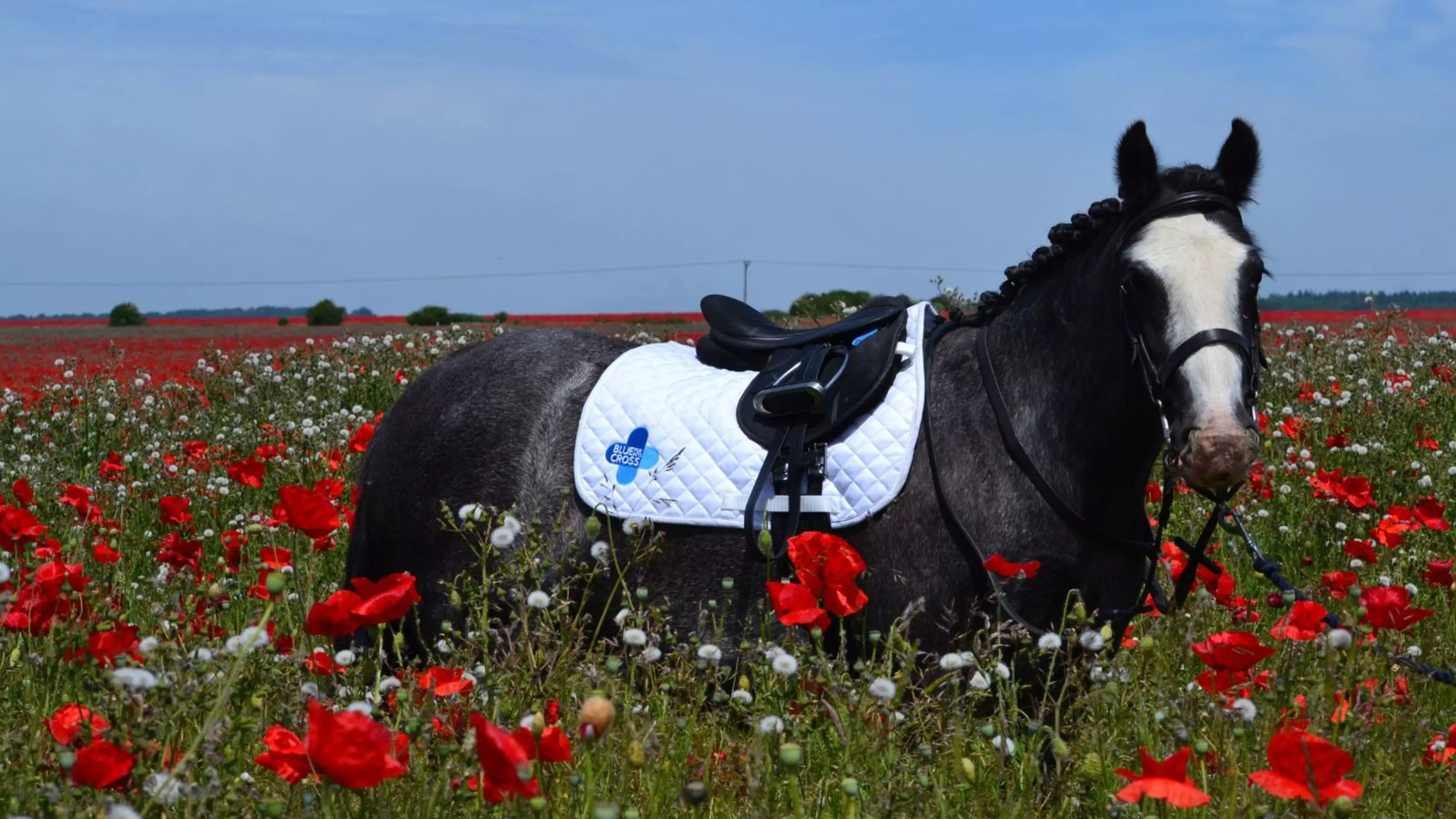 Blue Cross pony standing in a field of flowers