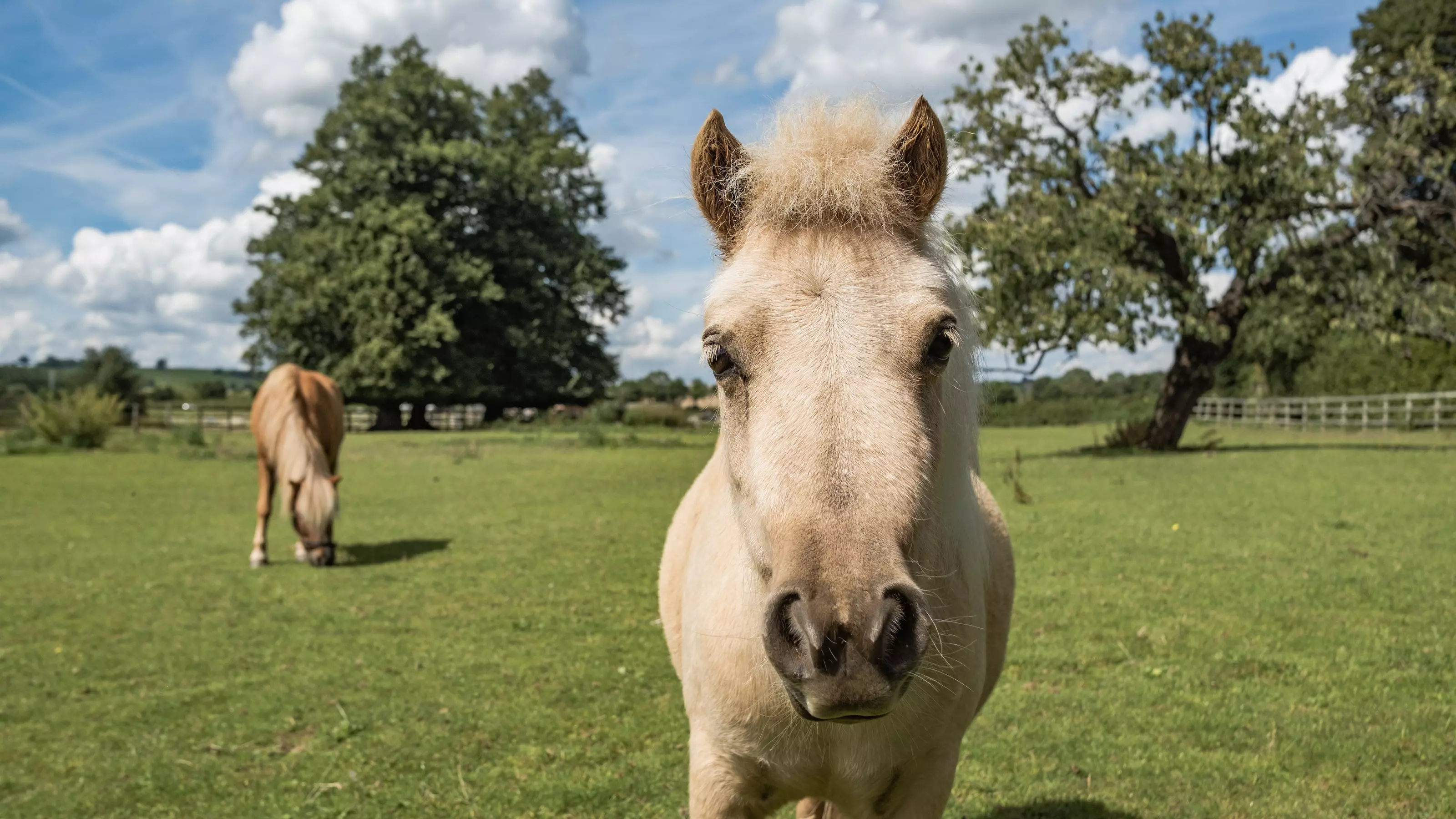 Ears forward and staring into the camera, Megan the golden palomino Shetland pony stands in a field full of green grass