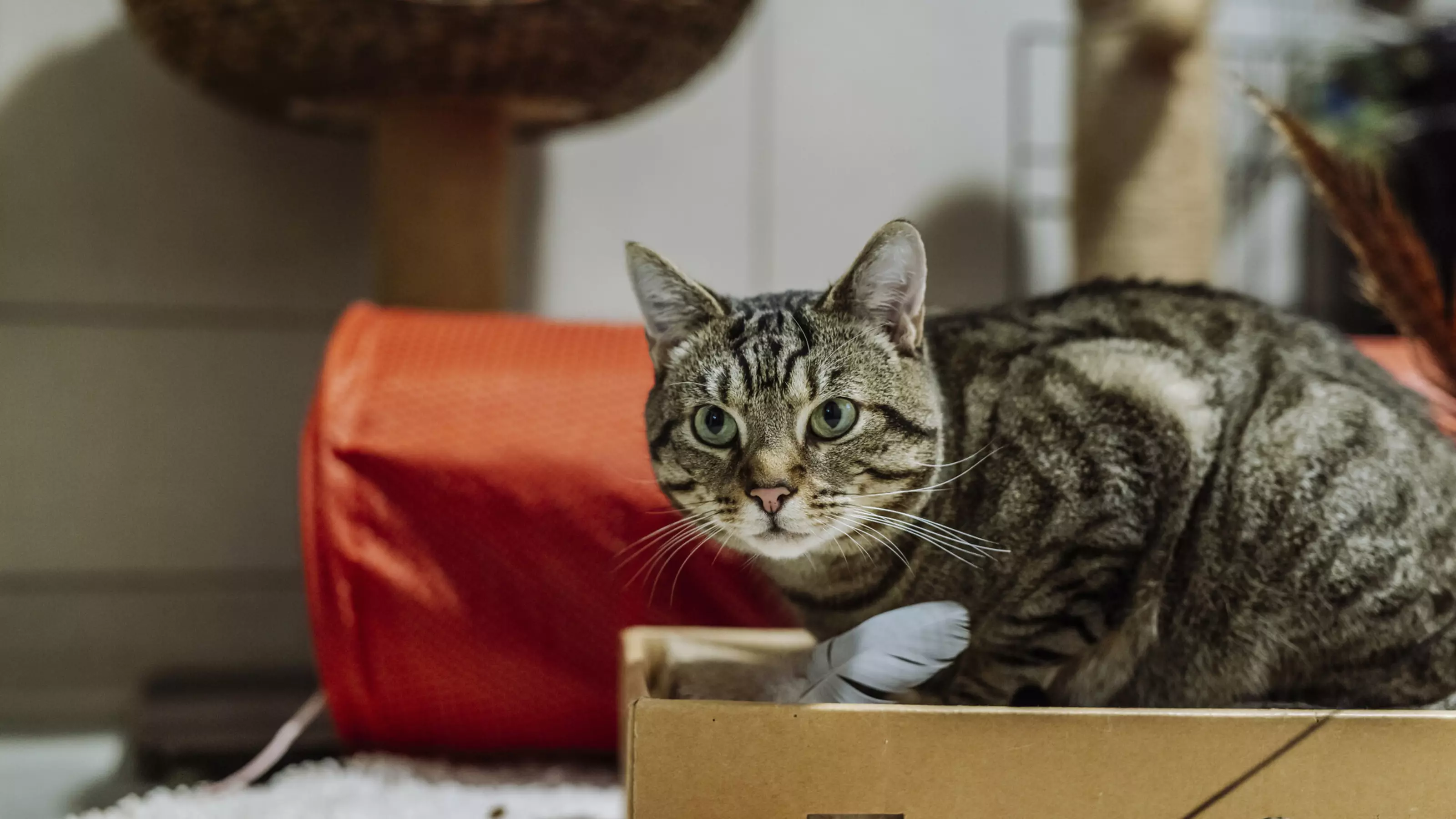 Tabby cat Dash in a box with a red tunnel behind