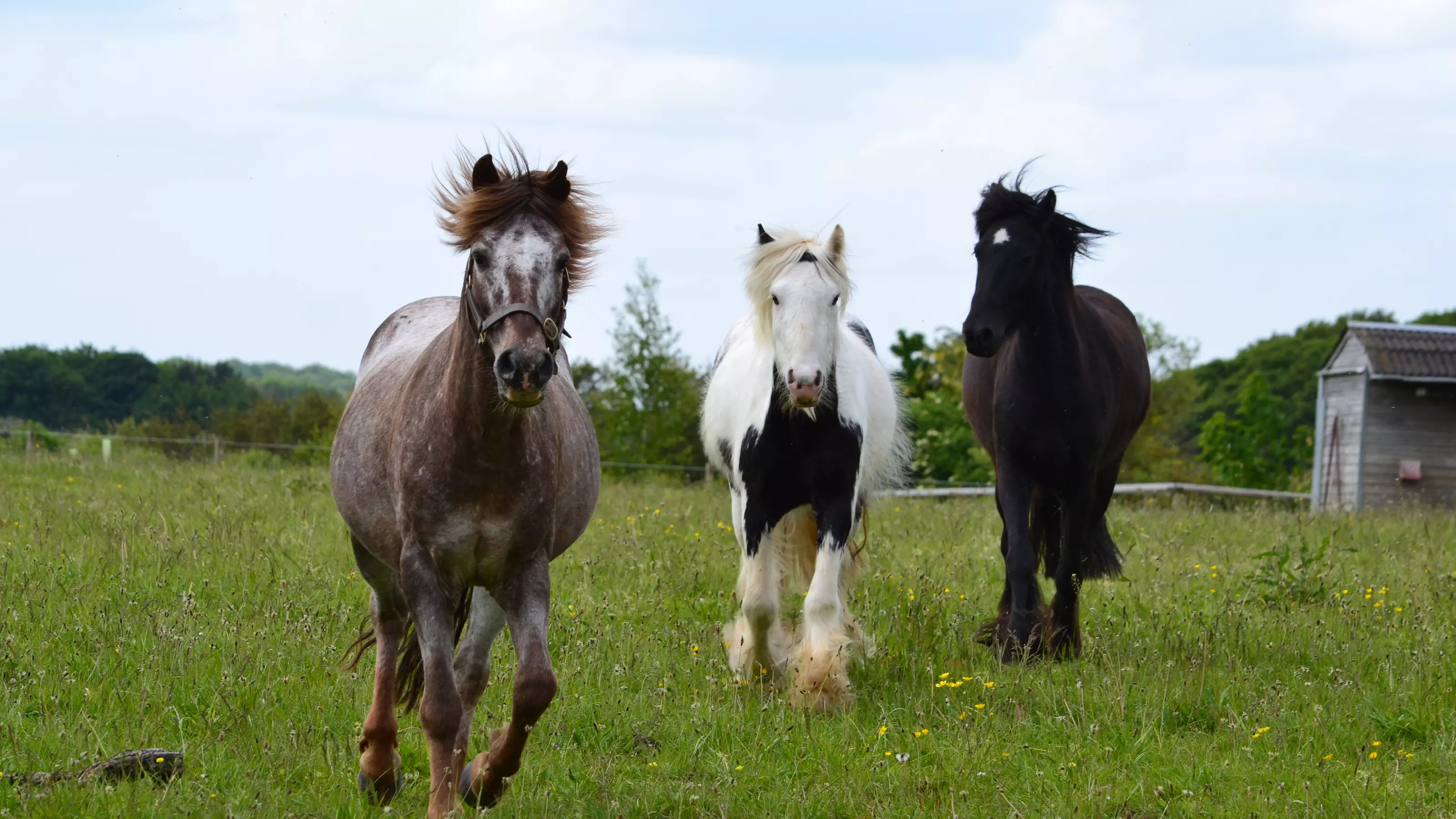 Strawberry roan pony Barley gallops through a field with a piebald pony and a black pony