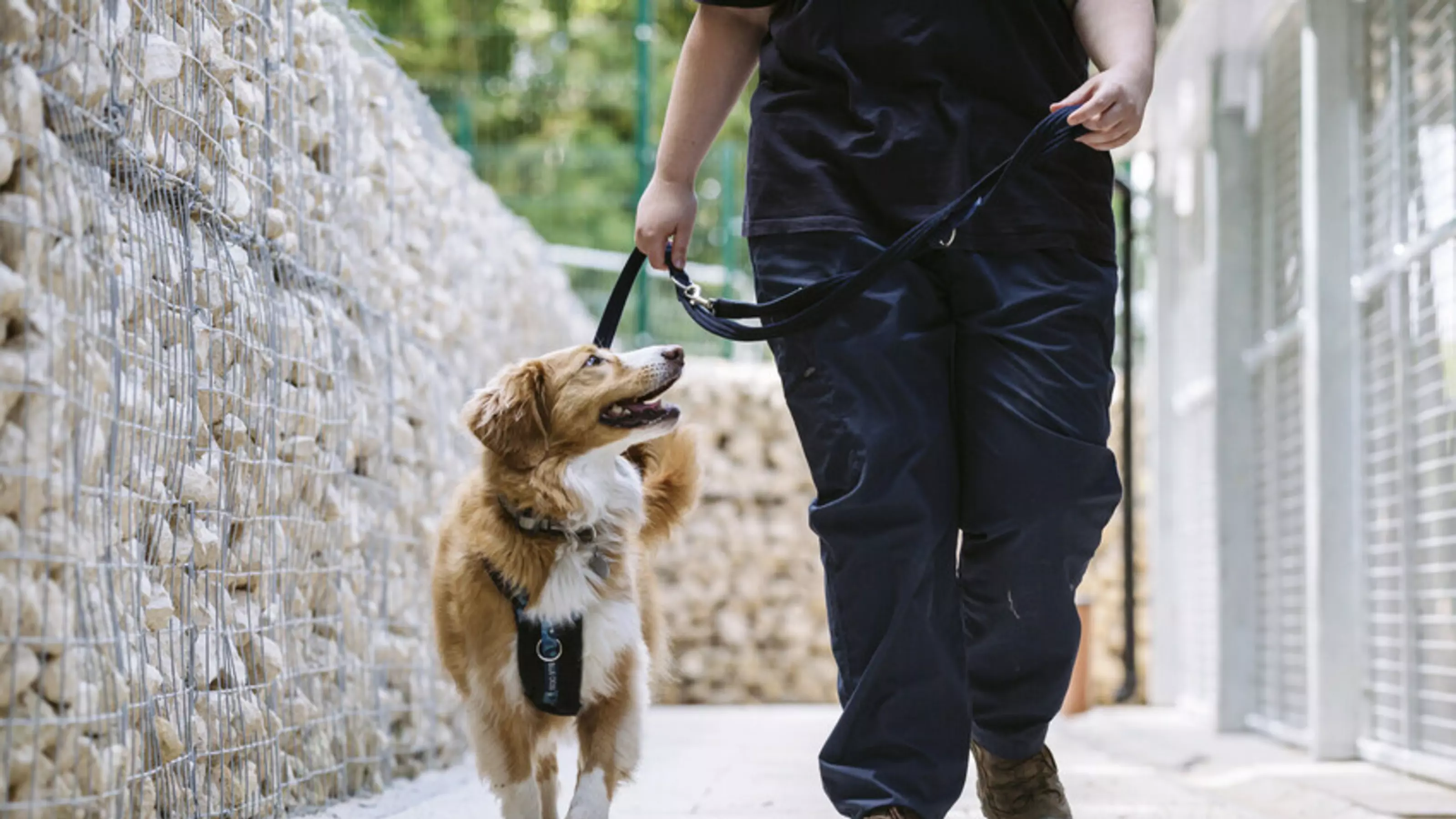 A dog being walked down a path with dog kennels to the right