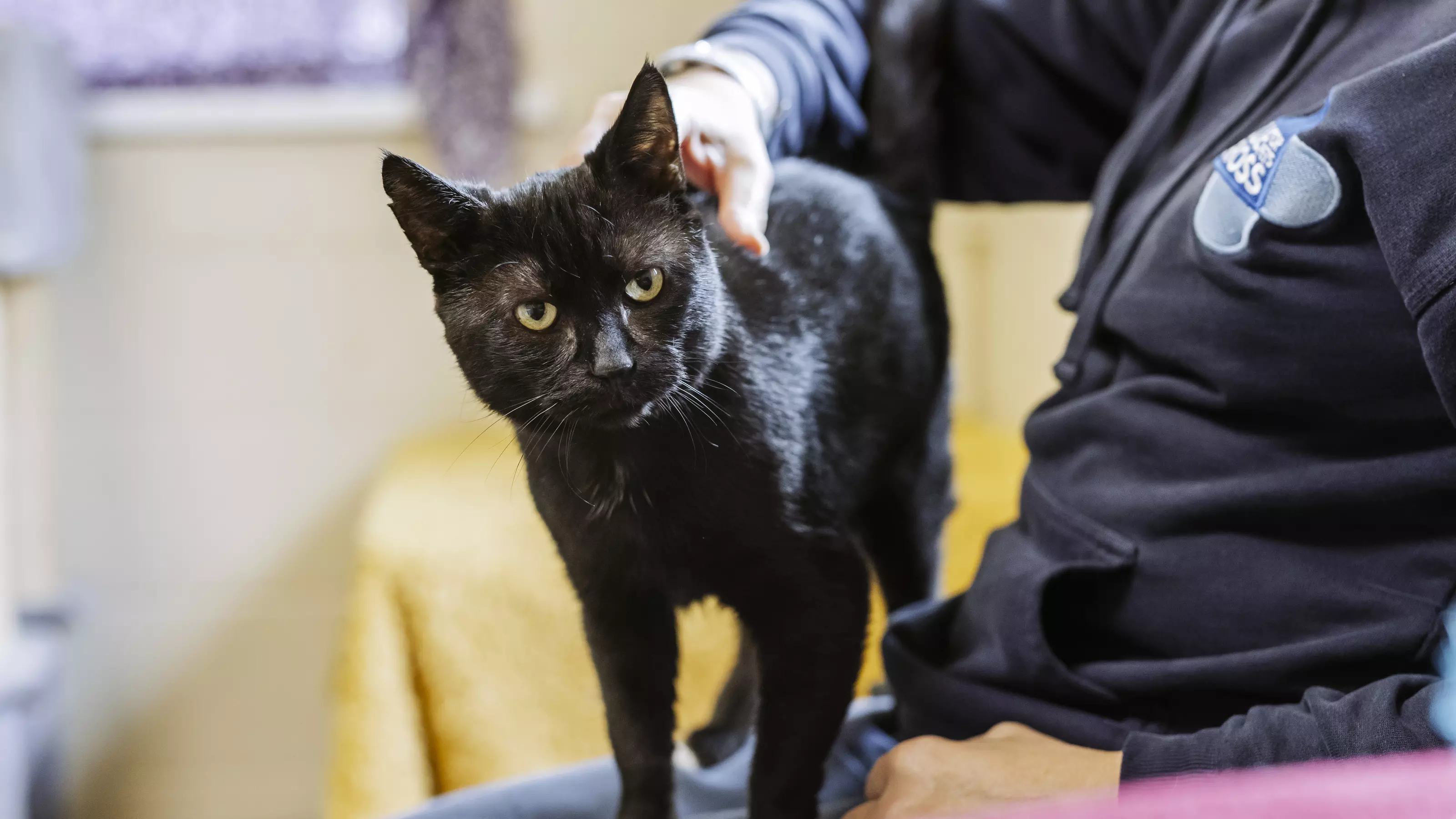 A black cat with golden eyes stands on the lap of a Blue Cross team member