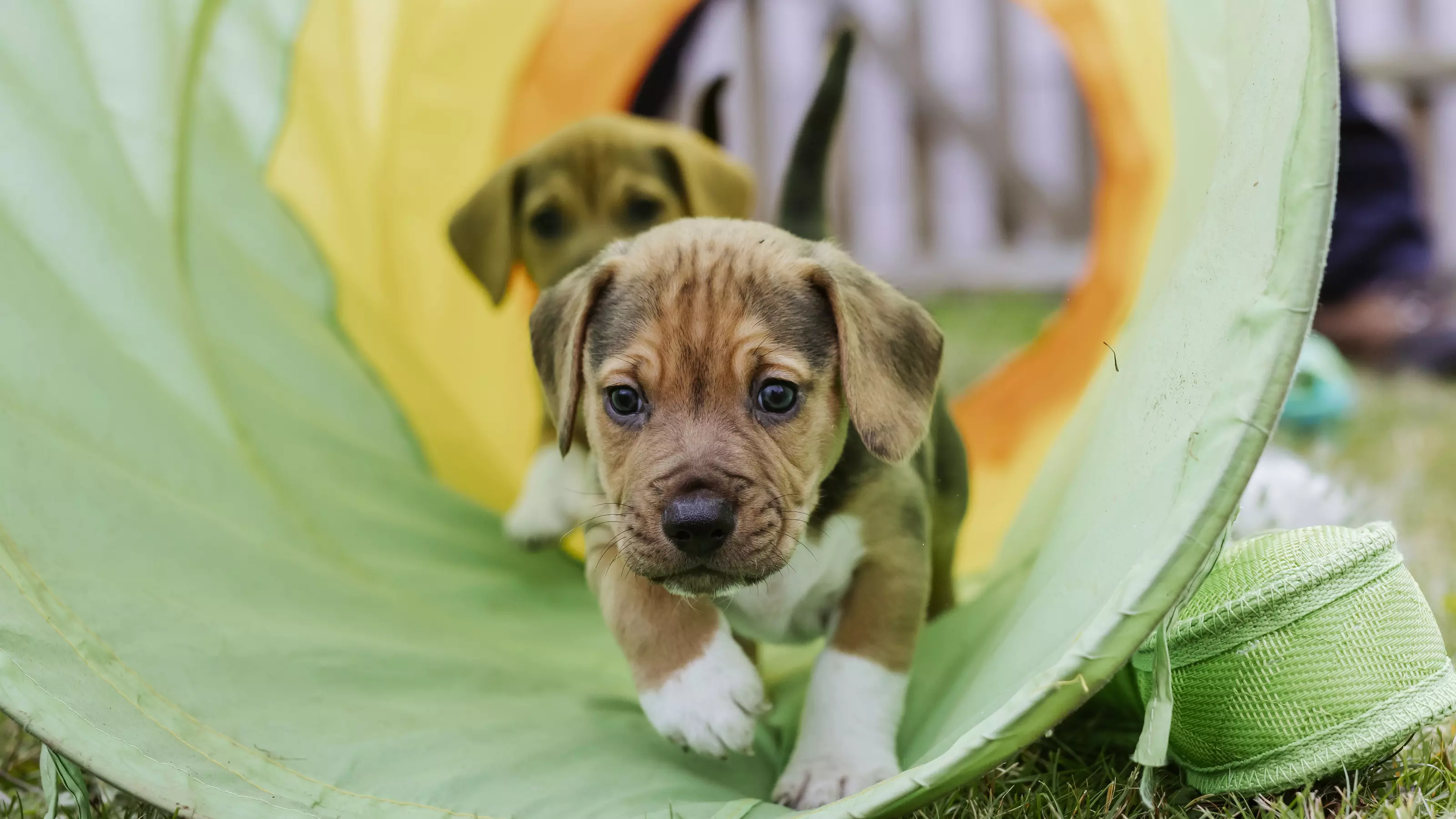 Two tan and white beagle puppies scamper through a green tunnel