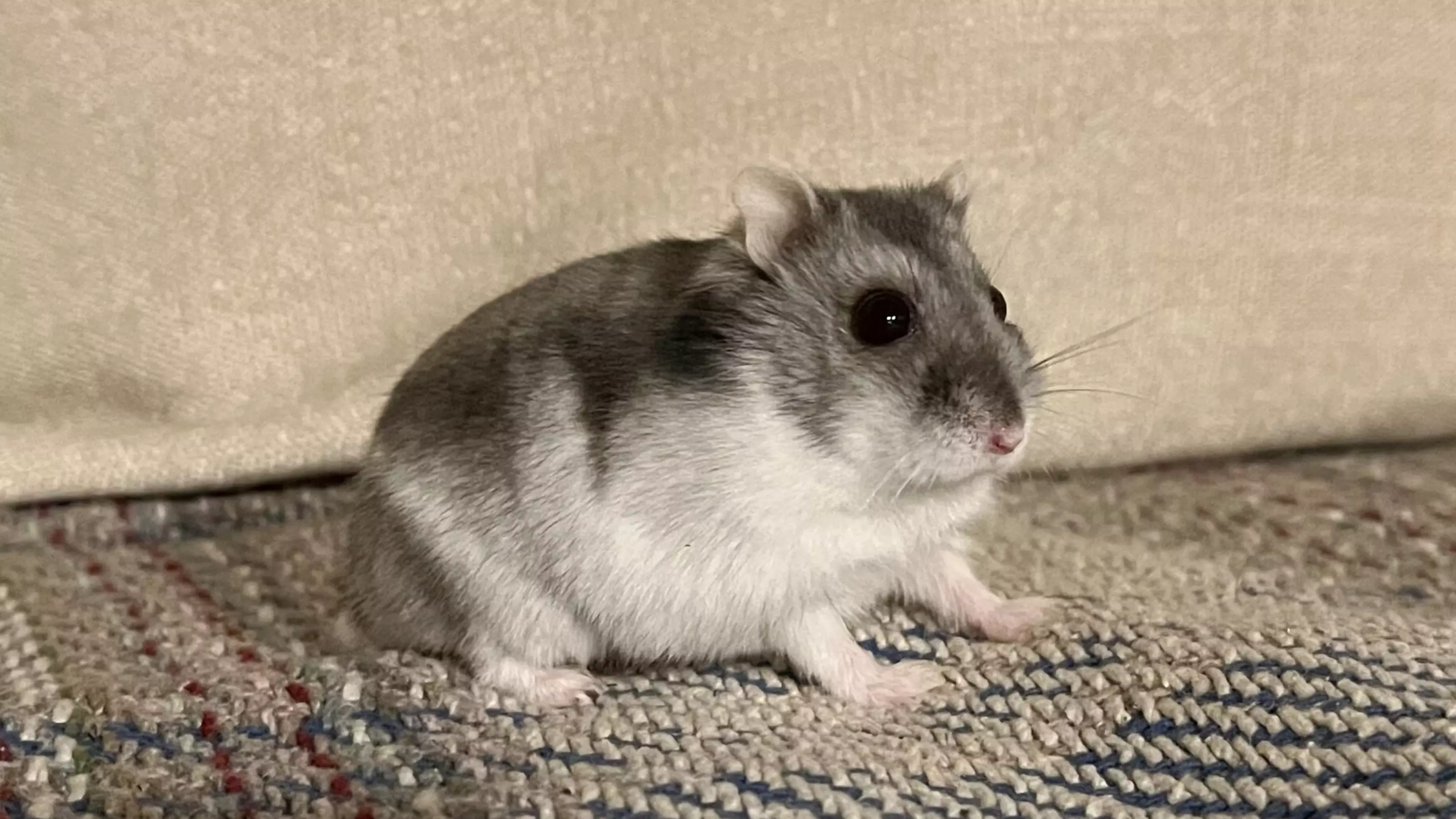 Hamster Roxy sat on a sofa