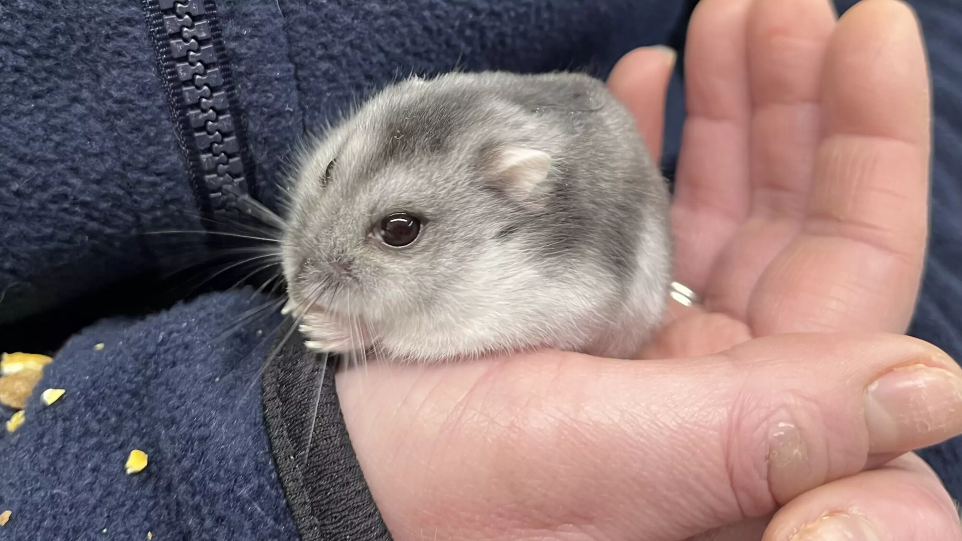 Grey hamster Roxy sits in a hand of person wearing navy jumper