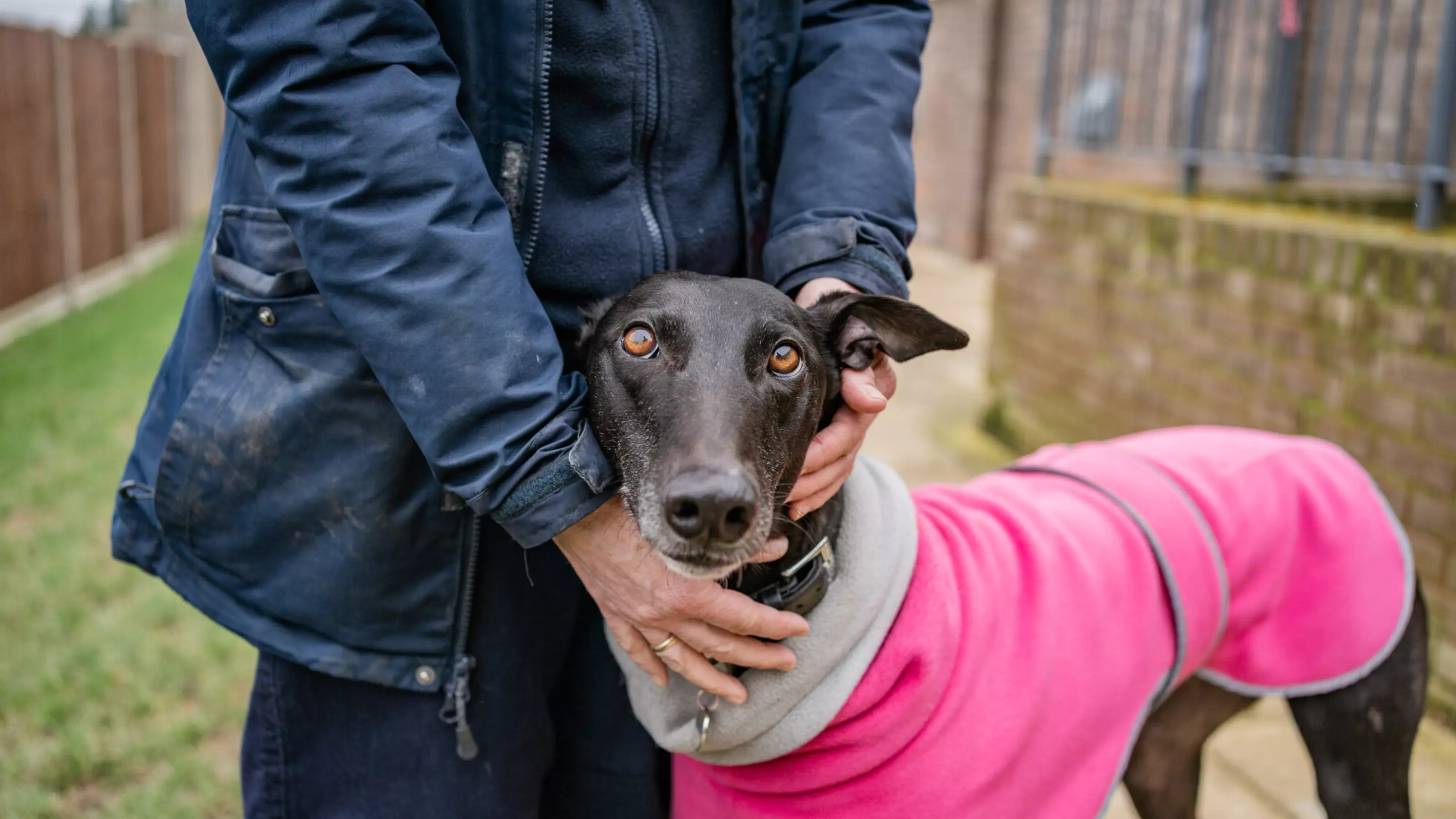 Black greyhound Martha wearing a bright pink fleece nuzzling into one of the Blue Cross team