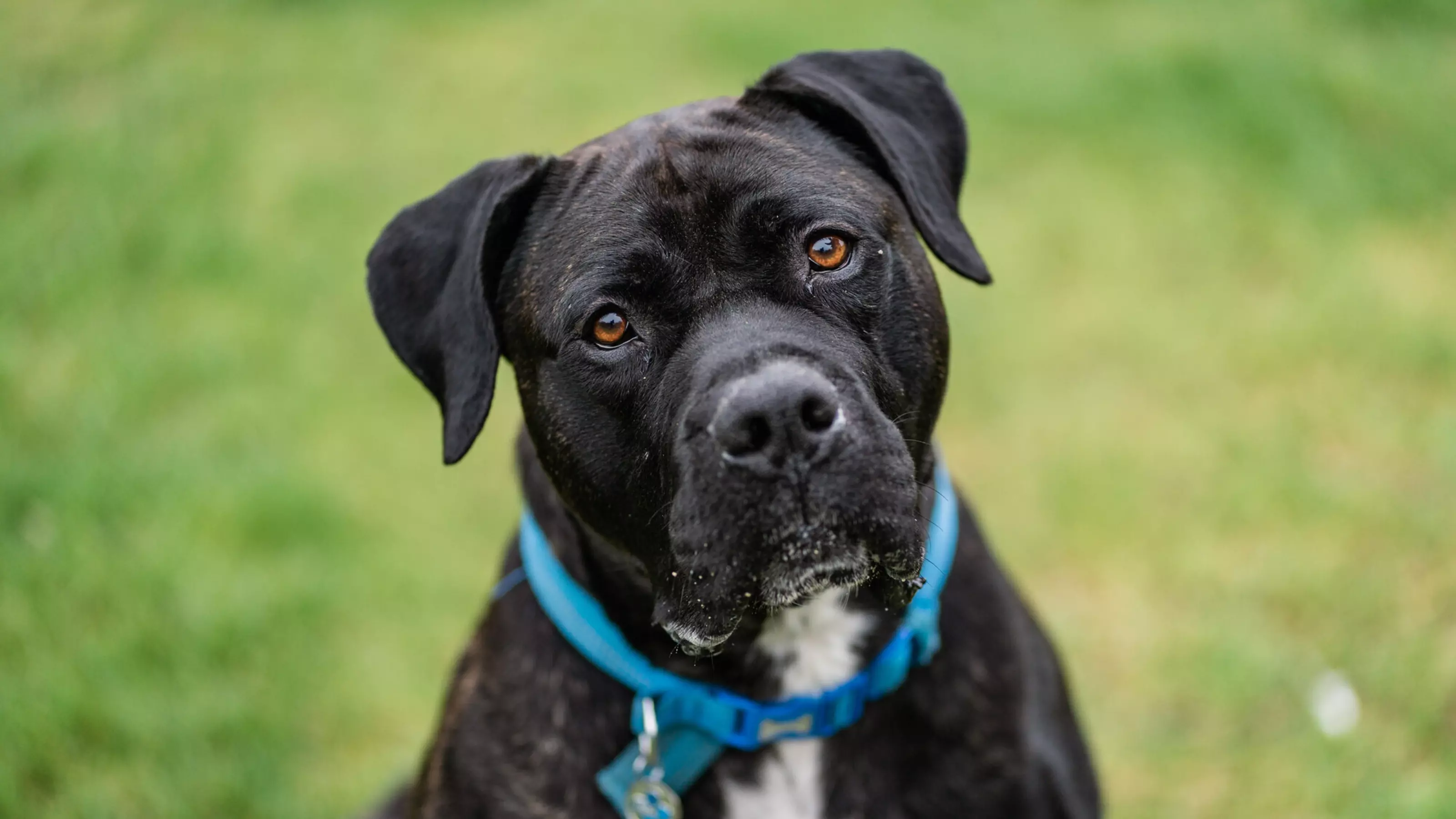 Black cane corso Rupert wearing a blue collar looking to camera while sitting on grass