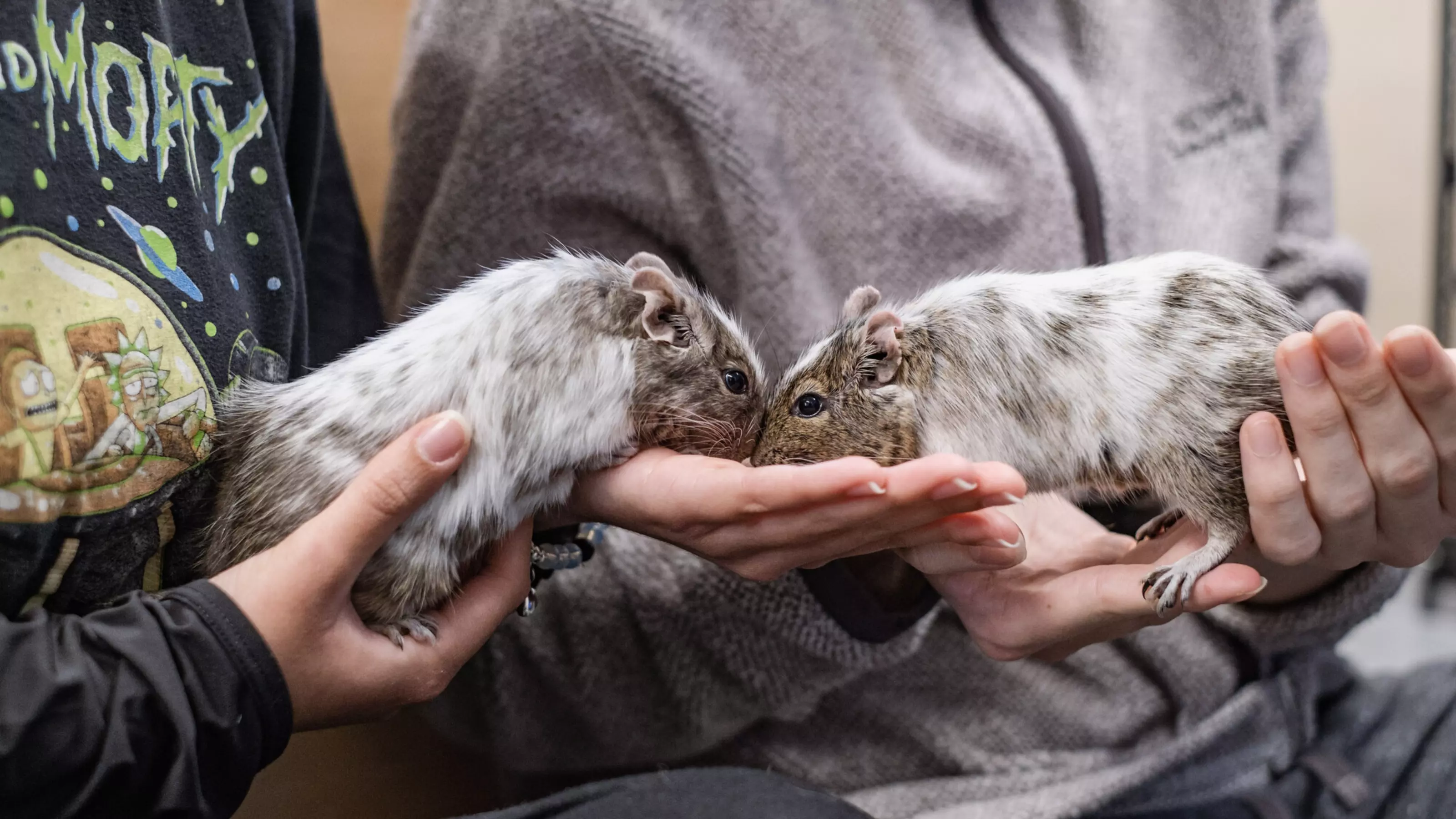 Two white and brown degus sit nose to nose on the hands of two young students