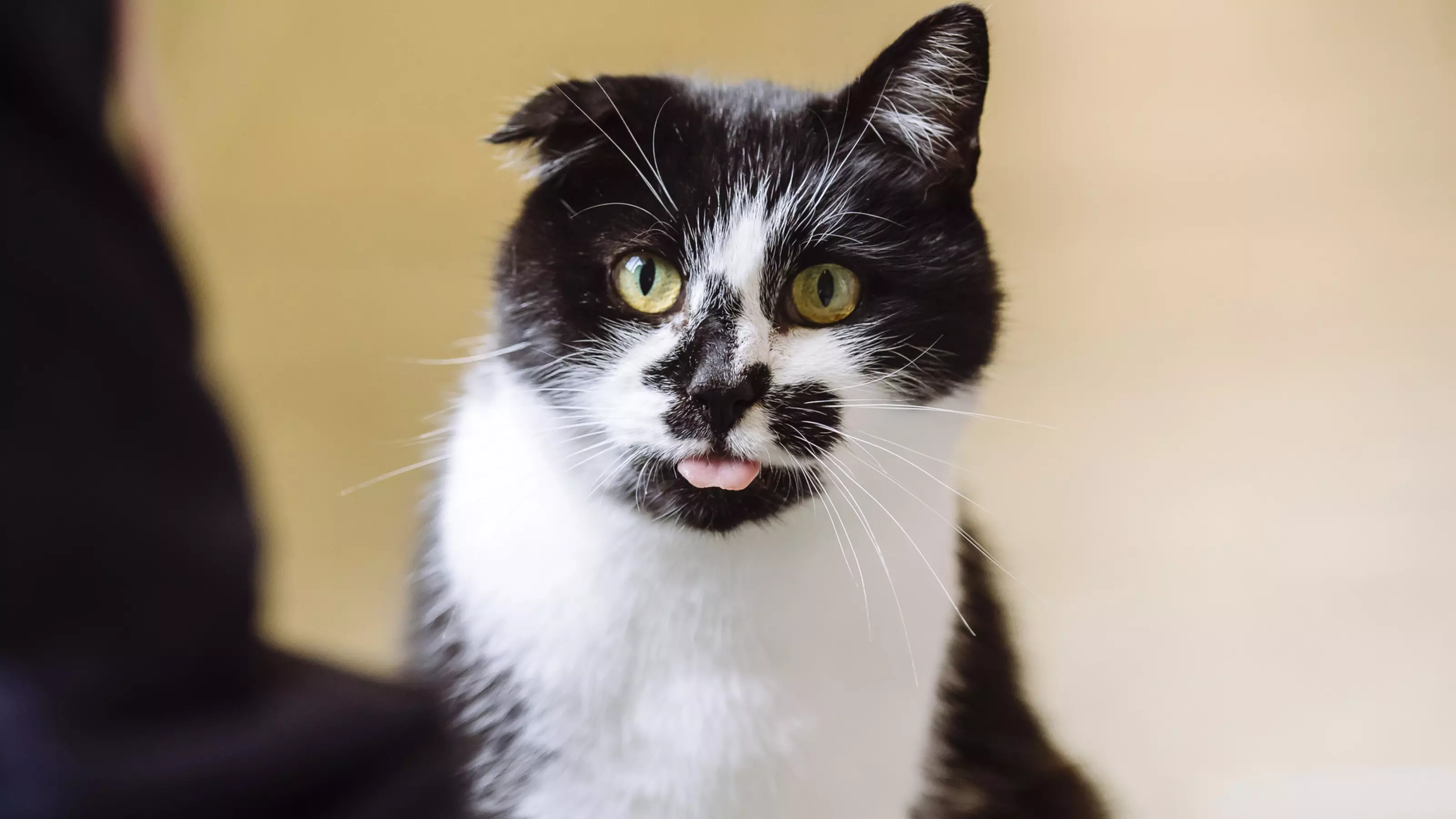 Black and white cat with one ear down and tongue sticking out