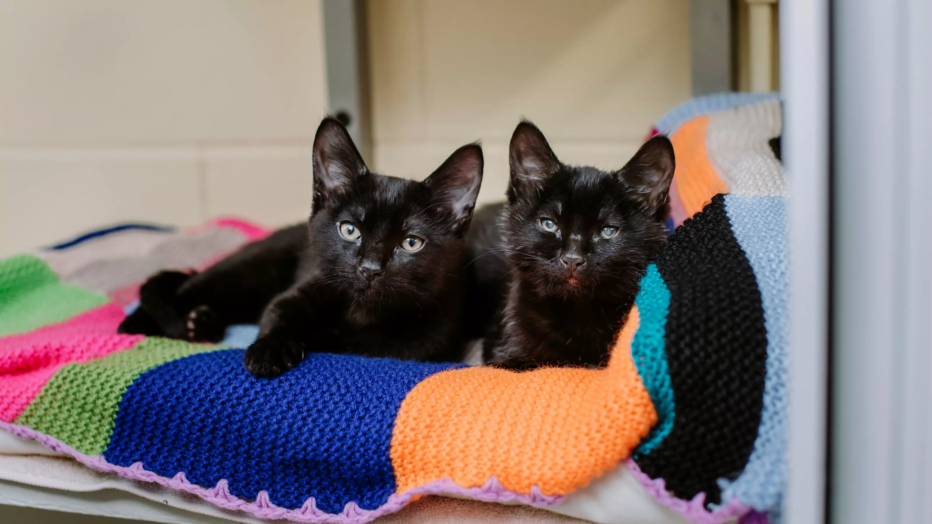 Dot and Specks lying together on a blanket at rehoming centre