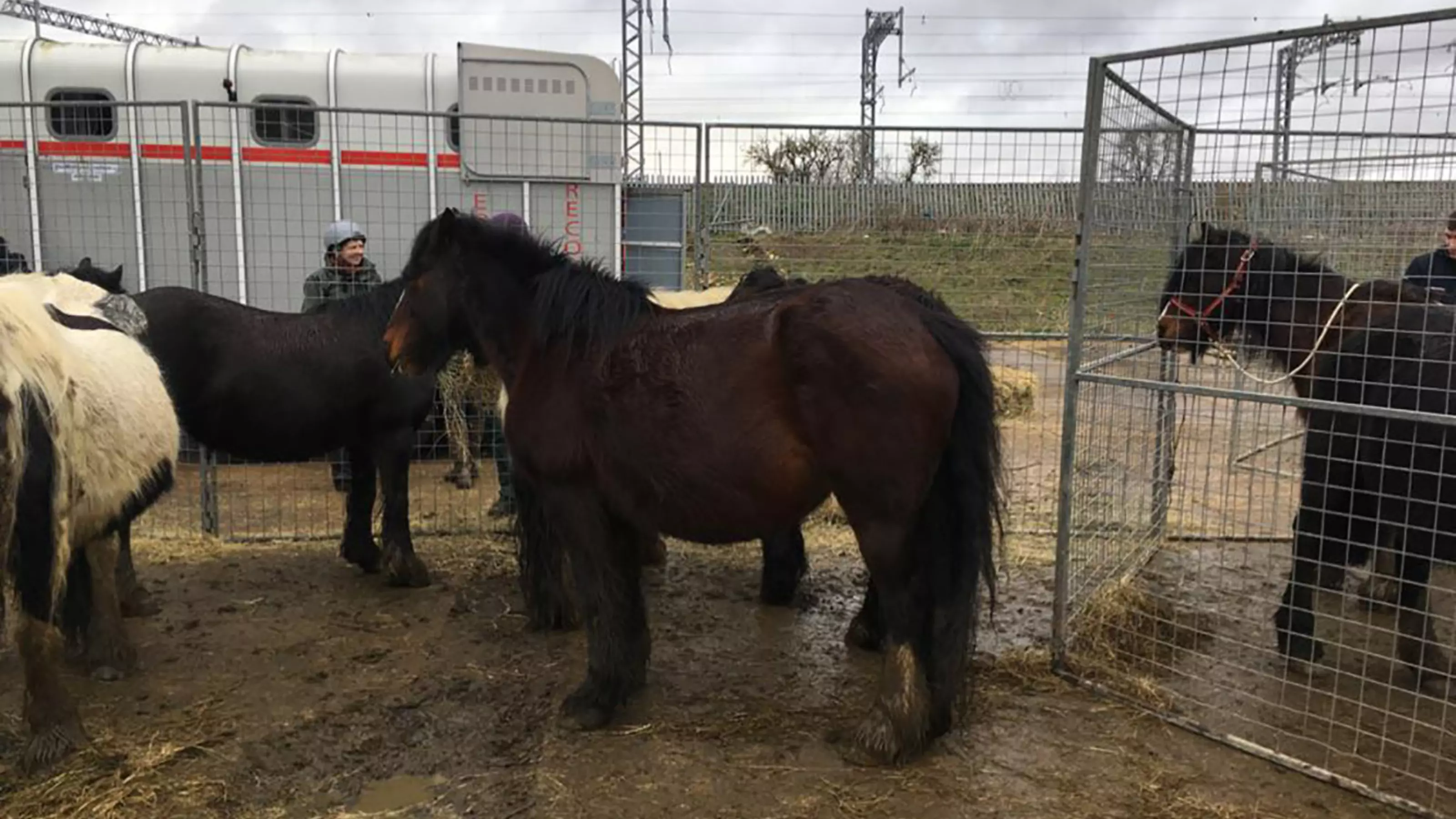 Horses in the pen