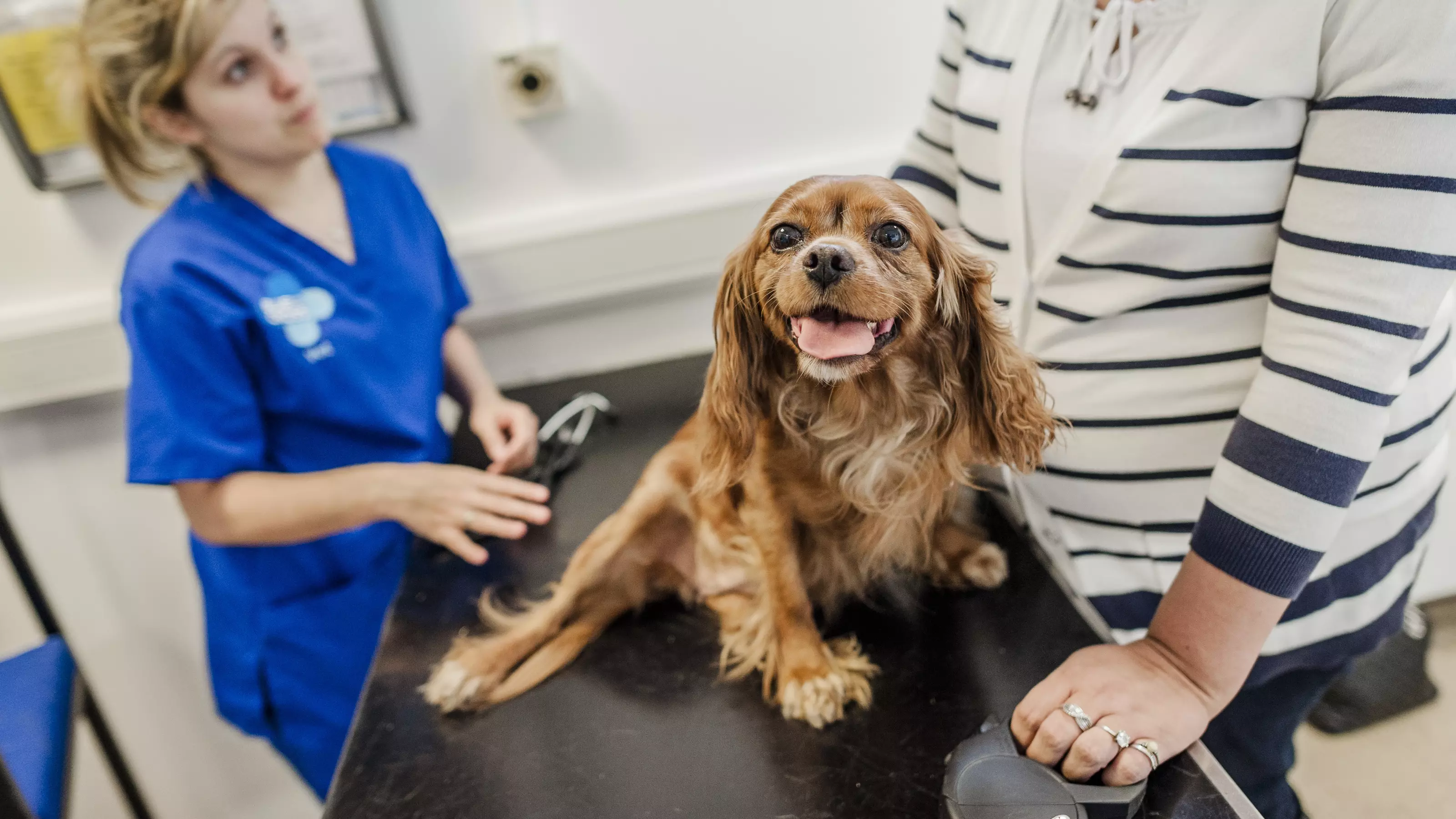 A red Cavalier King Charles spaniel on an examination table