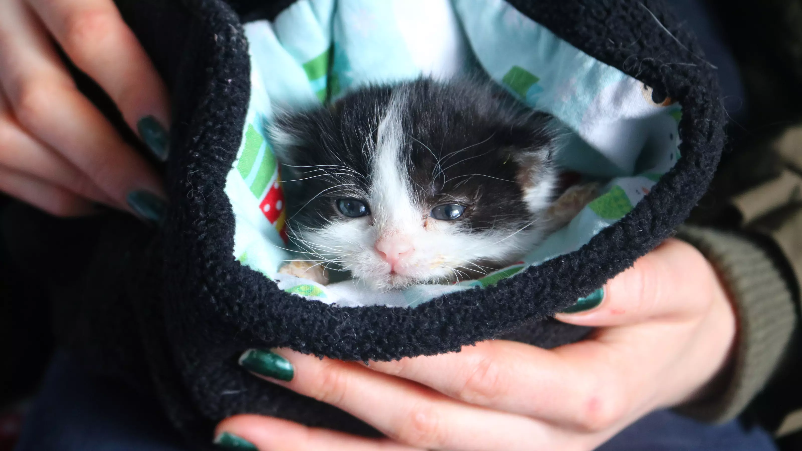 A black and white kitten being kept warm