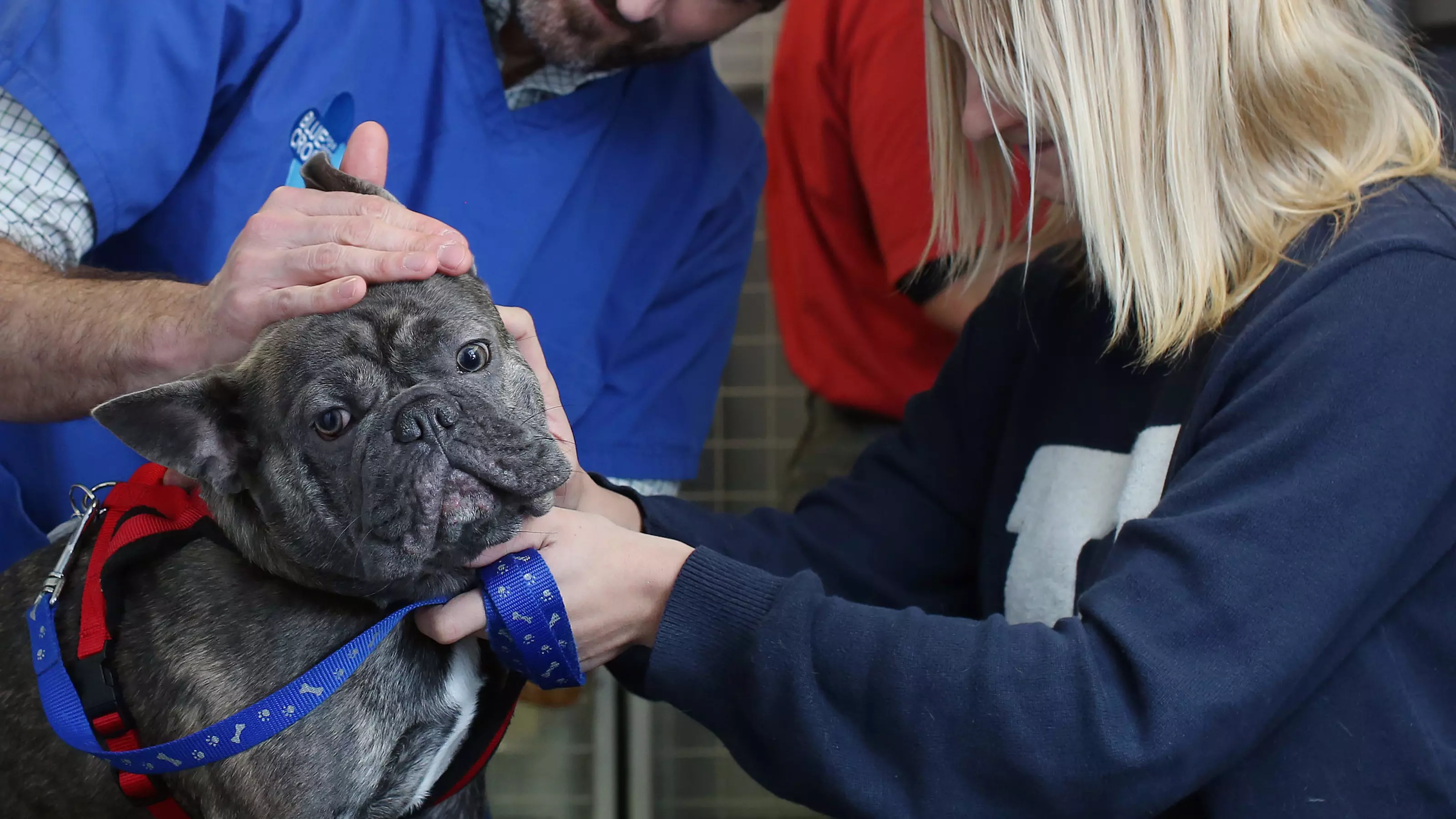 a French bulldog is examined