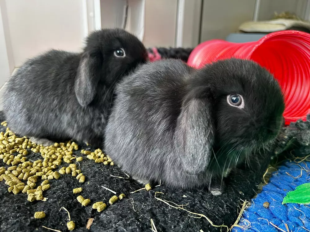 Black lop eared rabbits Oyster and Clam sit side by side on a black rug