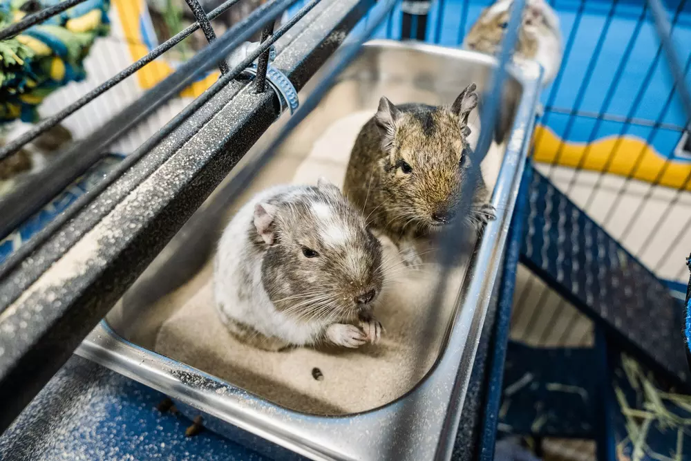 Two degus enjoy cleaning themselves in a sand bath