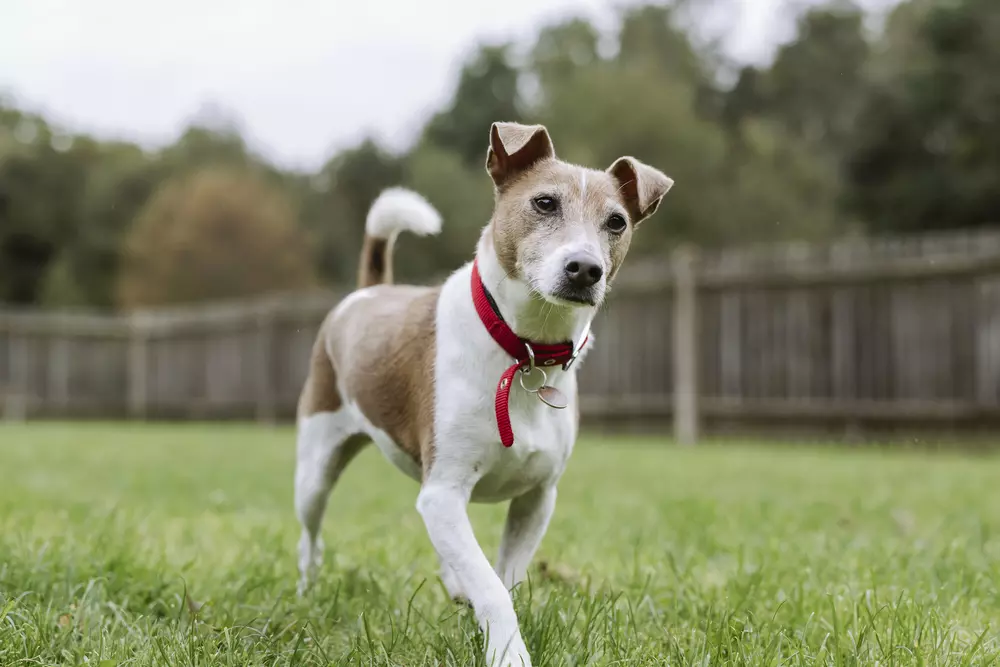 Jack russell terrier Hero steps purposefully through the grass with ears pricked and tail wagging