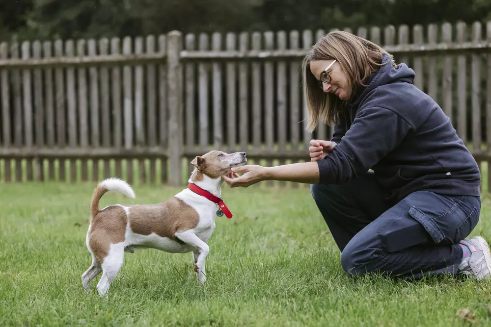 Jack russell terrier Hero gets a scratch under the chin from a Blue Cross team member