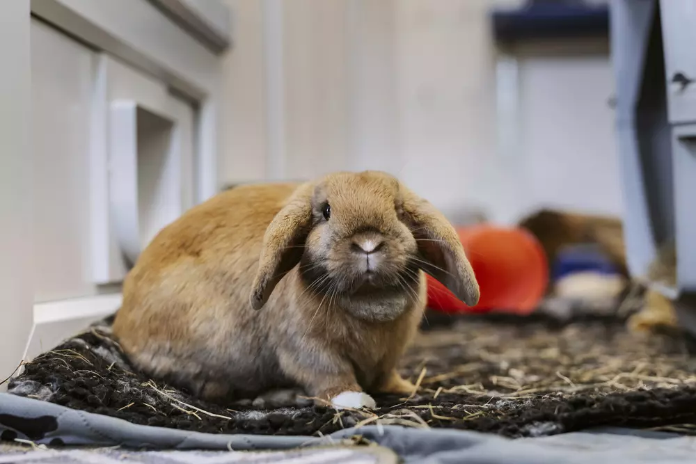 Golden lop-eared rabbit Shrimp sits on a blanket and gazes into the camera