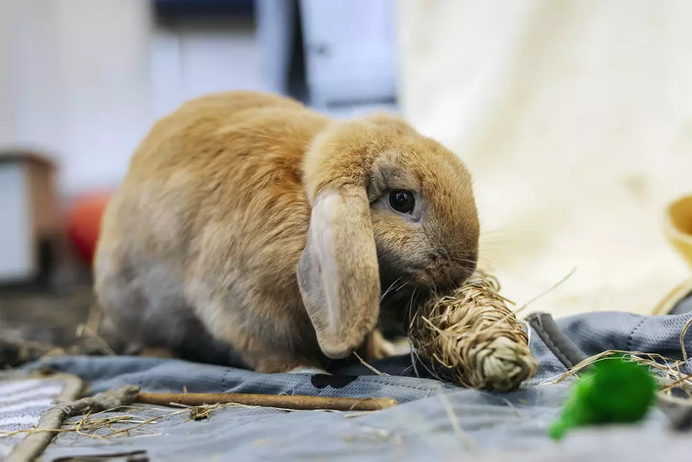 Golden lop-eared rabbit Shrimp nibbles on a woven straw toy