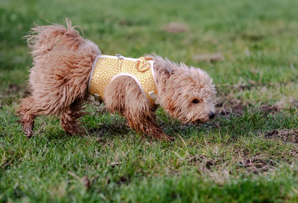 Golden poochon puppy Nancy sniffs the grass