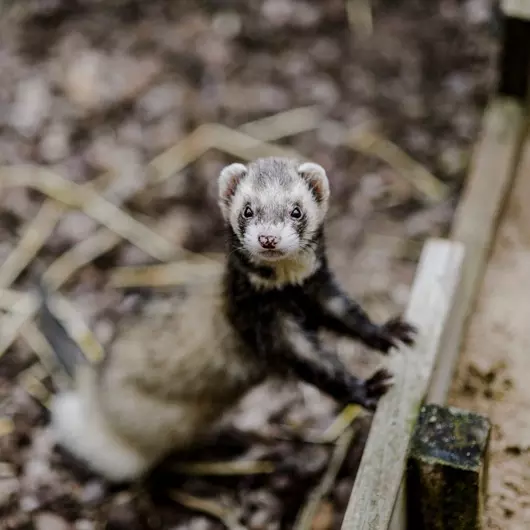 Brown ferret with front paws on a log