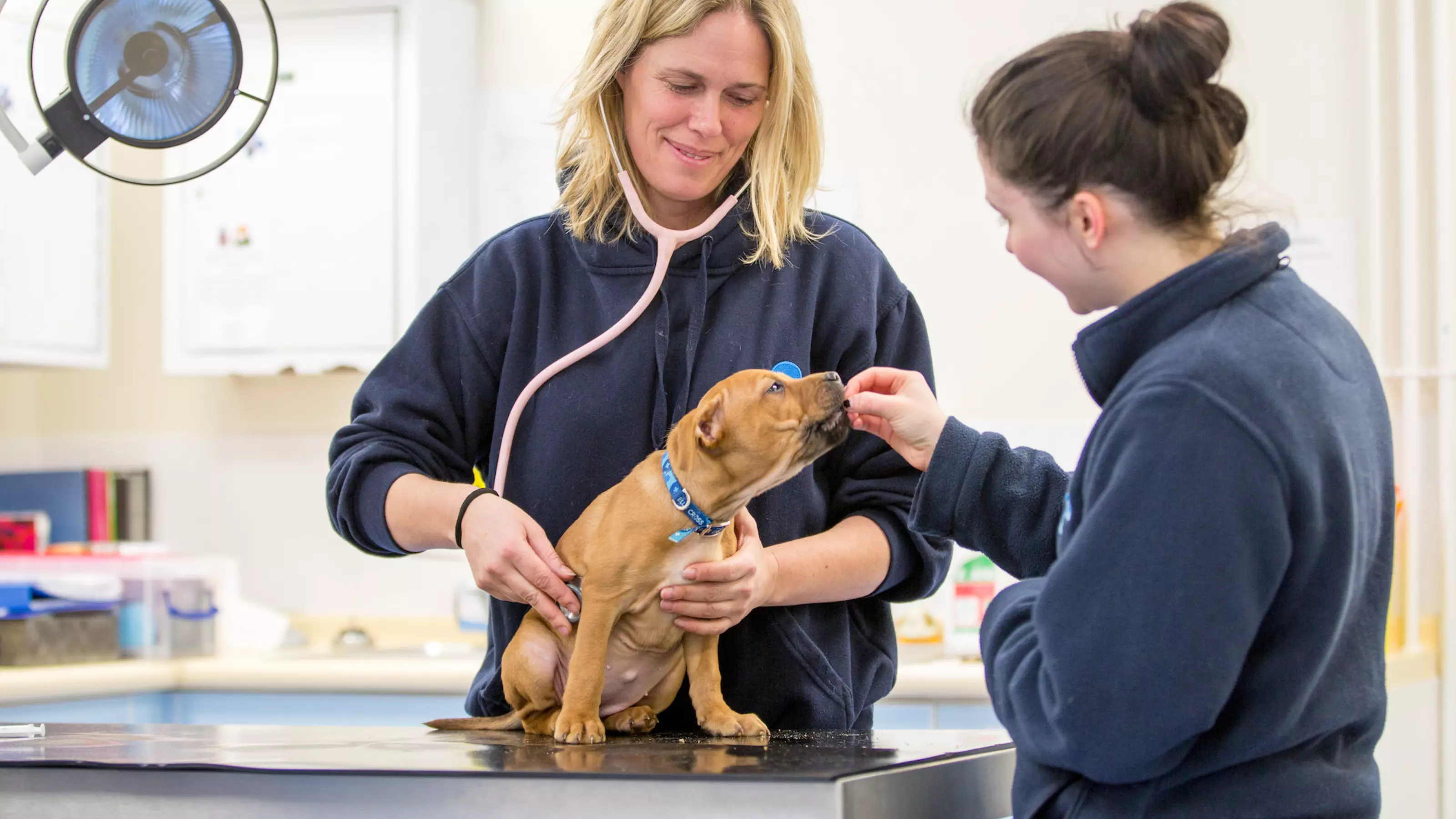 a puppy sits on a vet examination table whilst his owner gives him a treat and a vet uses her stethoscope 