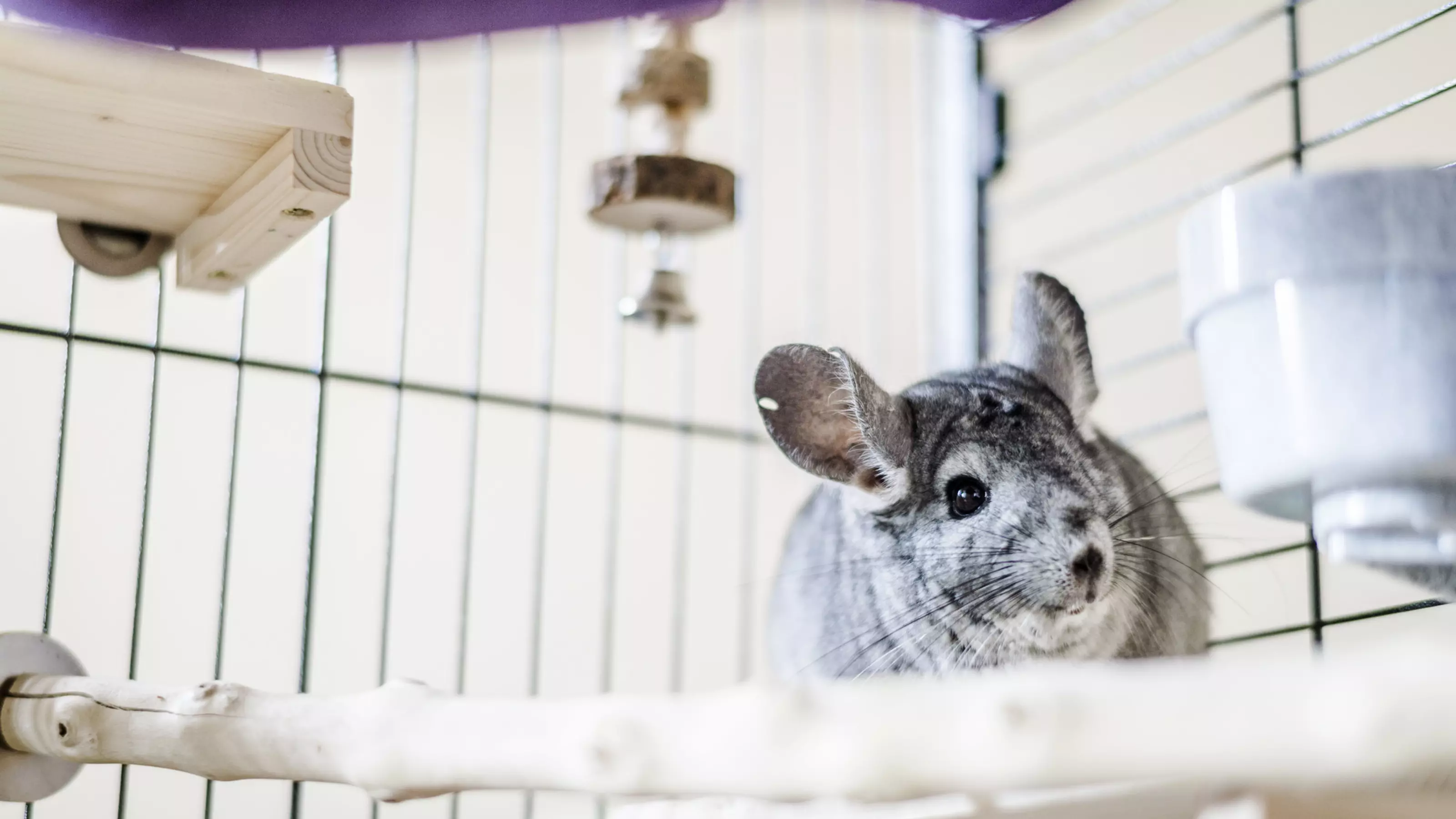 A grey chinchilla in their accommodation, surrounded by wooden toys.