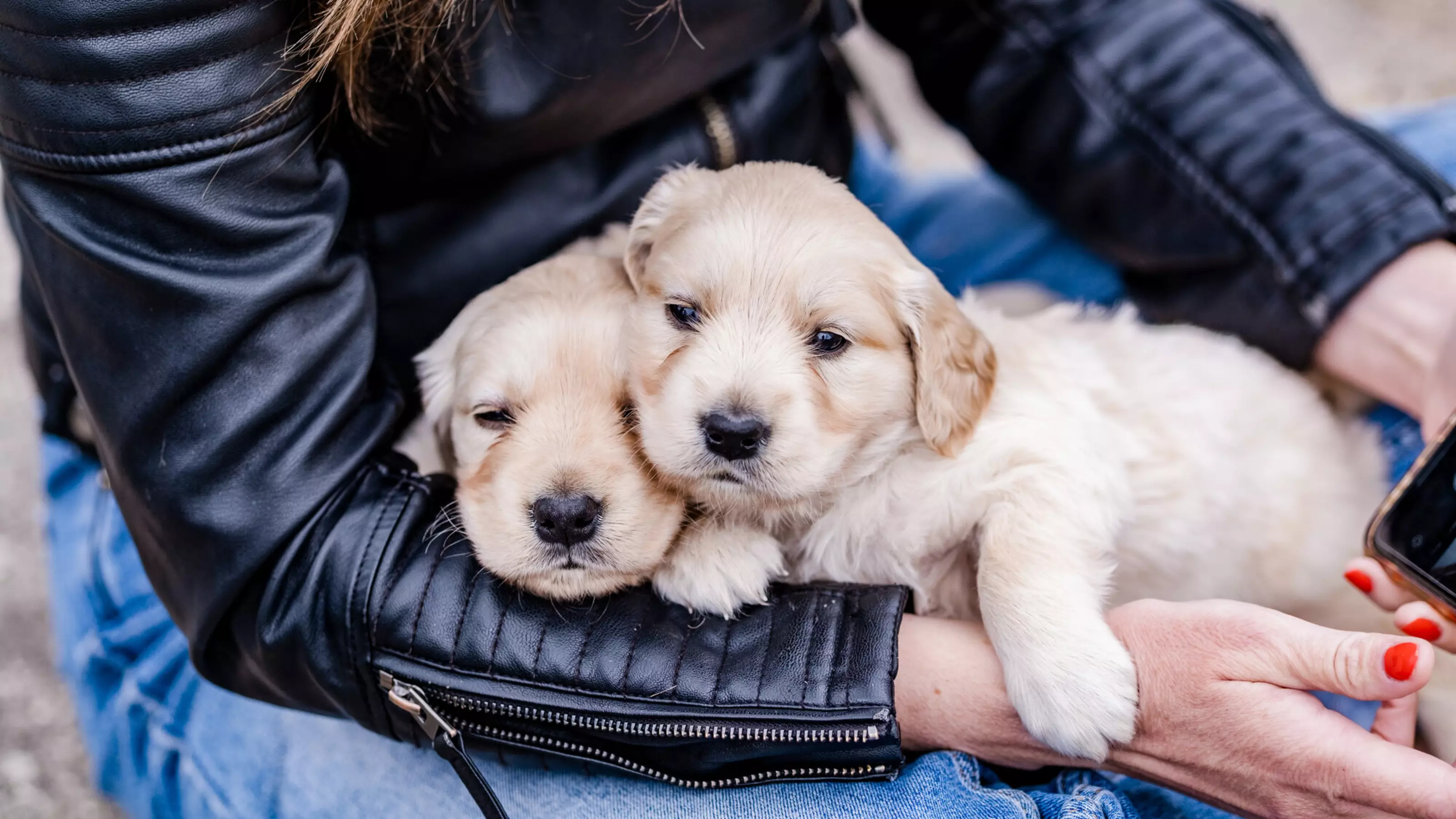 Two golden retriever puppies being held in a woman's arms
