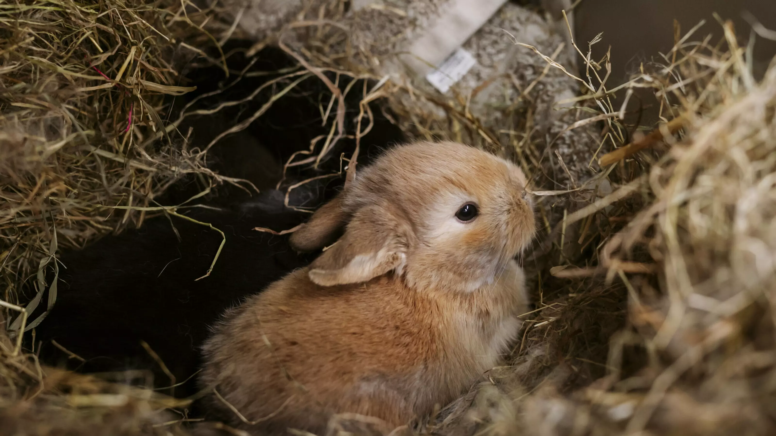 Golden coloured baby rabbit Prawn snuggles up in a comfy straw nest
