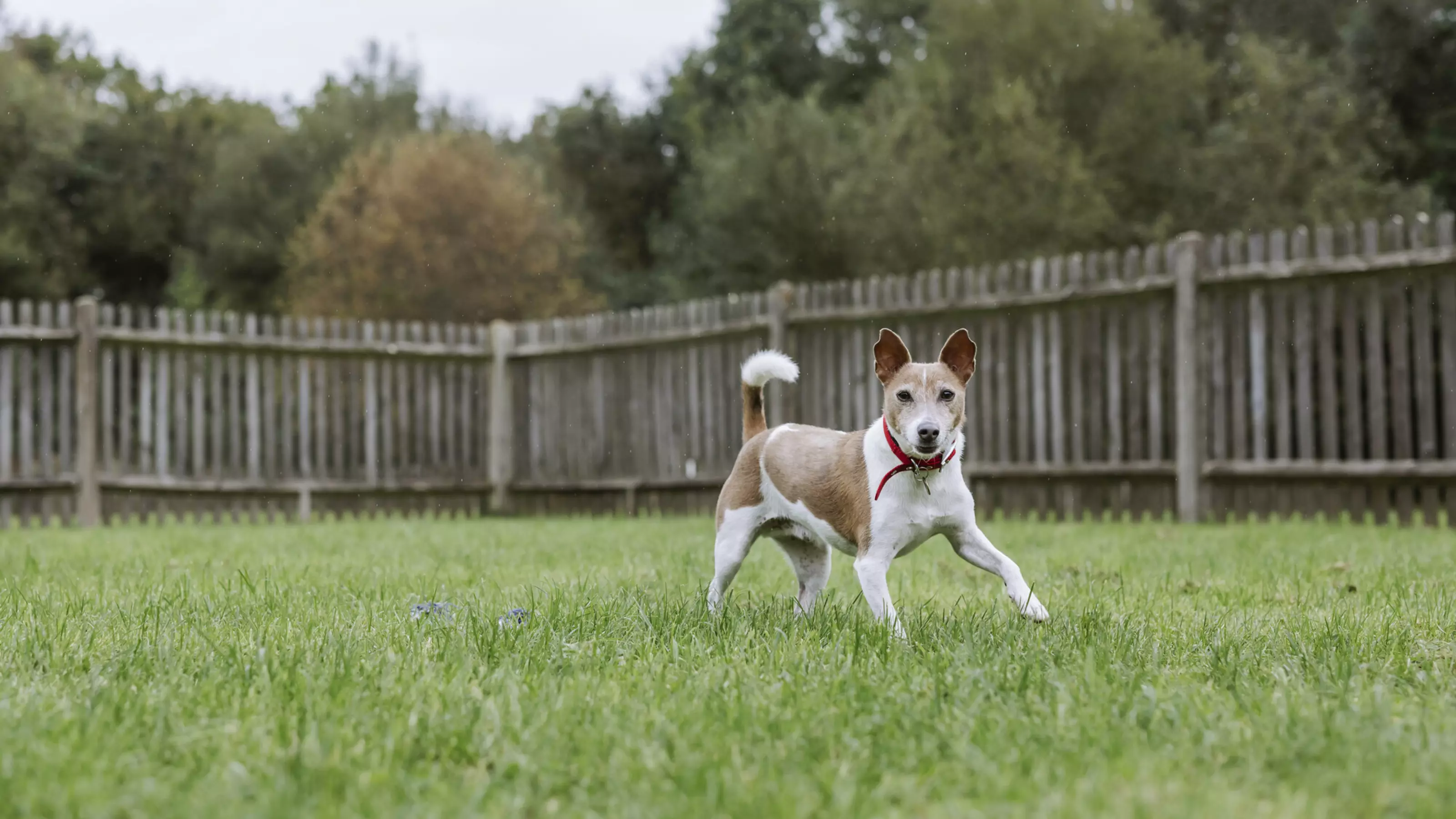 Jack russell terrier Hero runs through a grassy paddock surrounded by a wooden fence