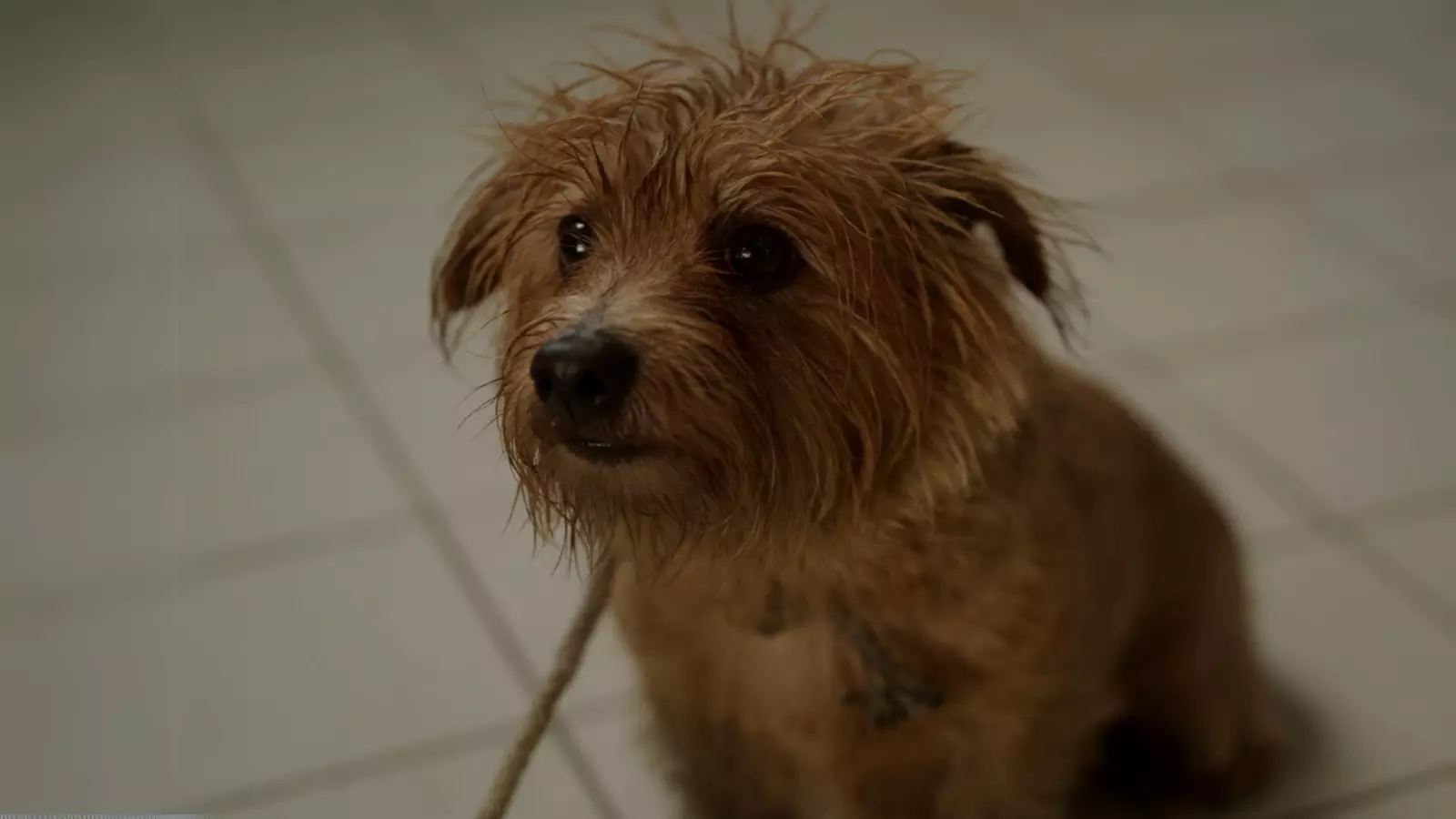 Wet looking dog with a lead and very sad eyes