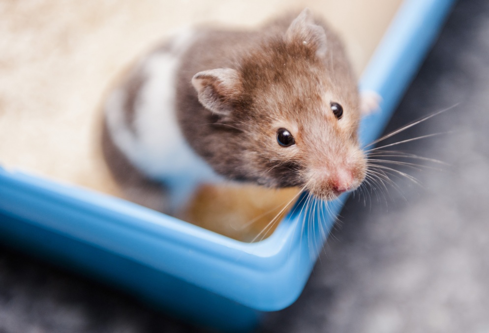 The Syrian Hamster, and Why They are the Worst Beginner Species