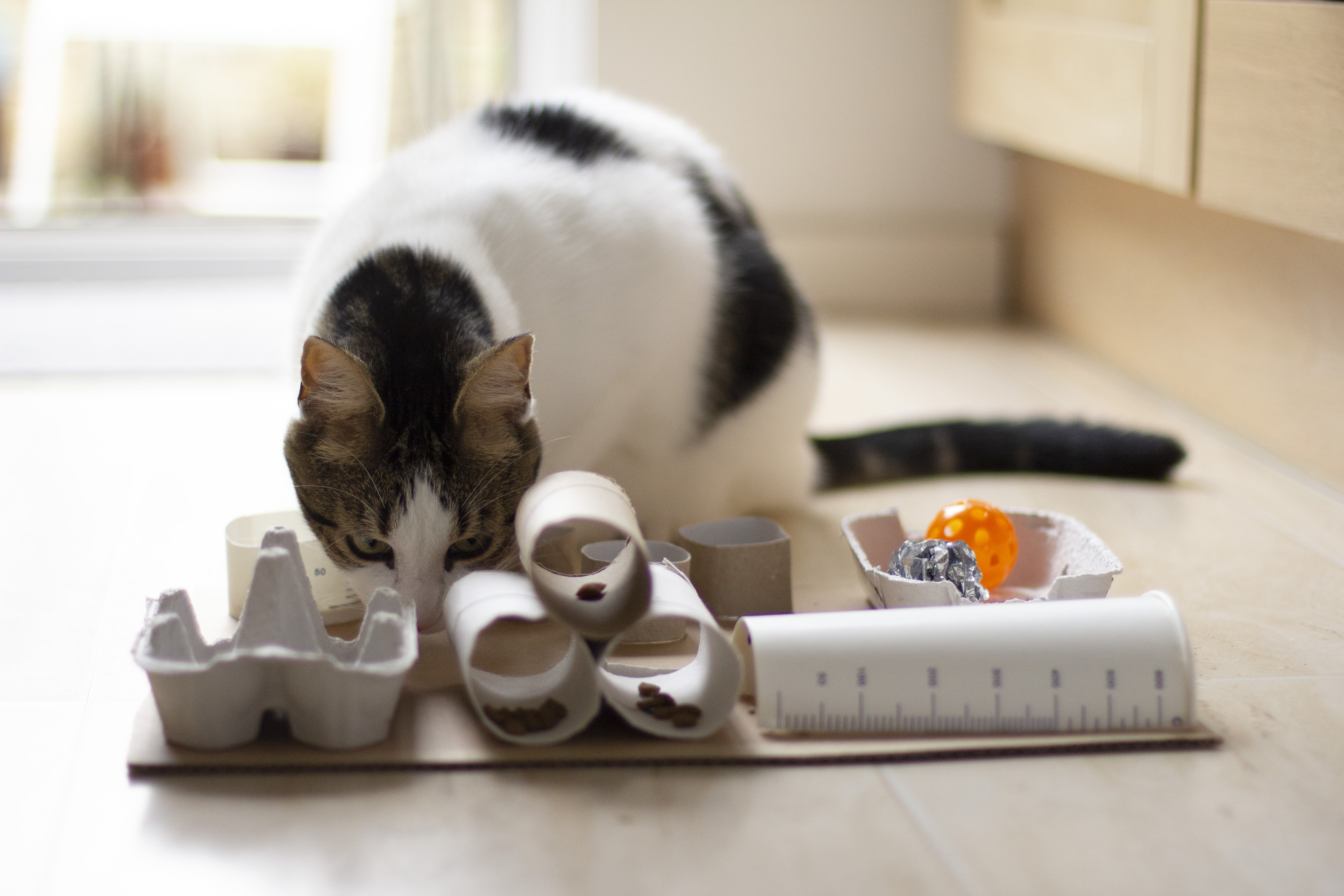 The Best Food Puzzles for Cats (And Why They're Important