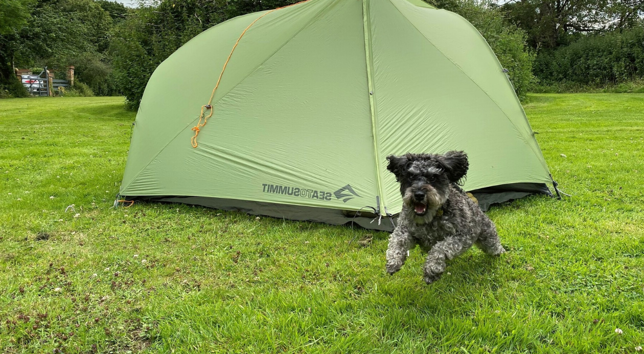 How to Keep a Dog Entertained While Camping