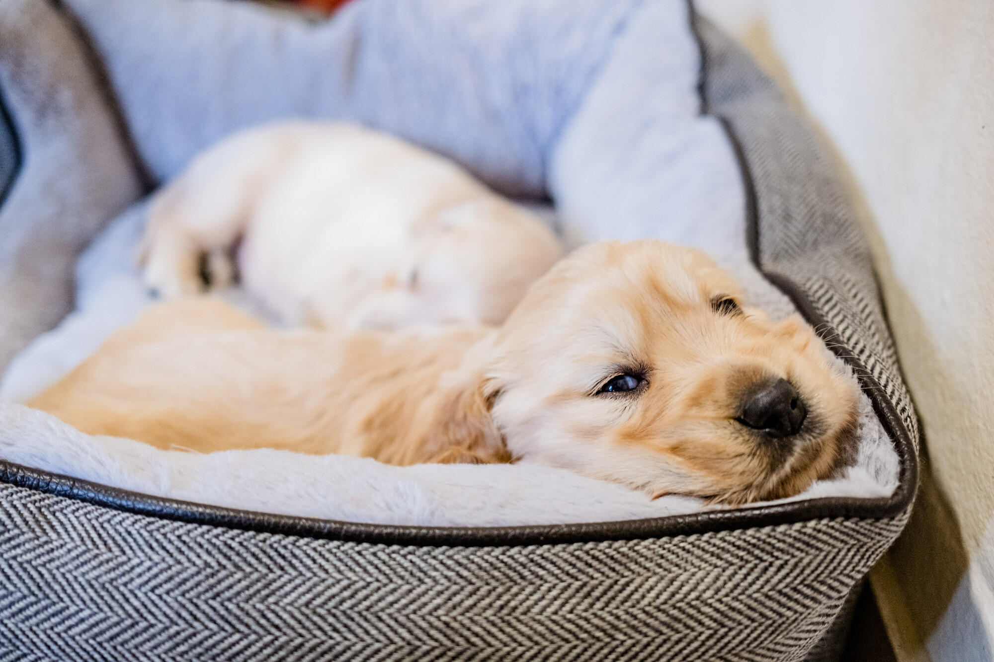 ‘Miracle’ puppies raised by Blue Cross | Blue Cross