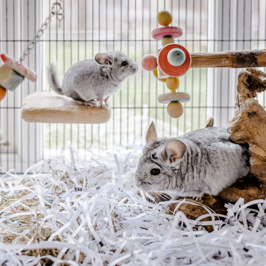 Chinchillas hot sale for adoption